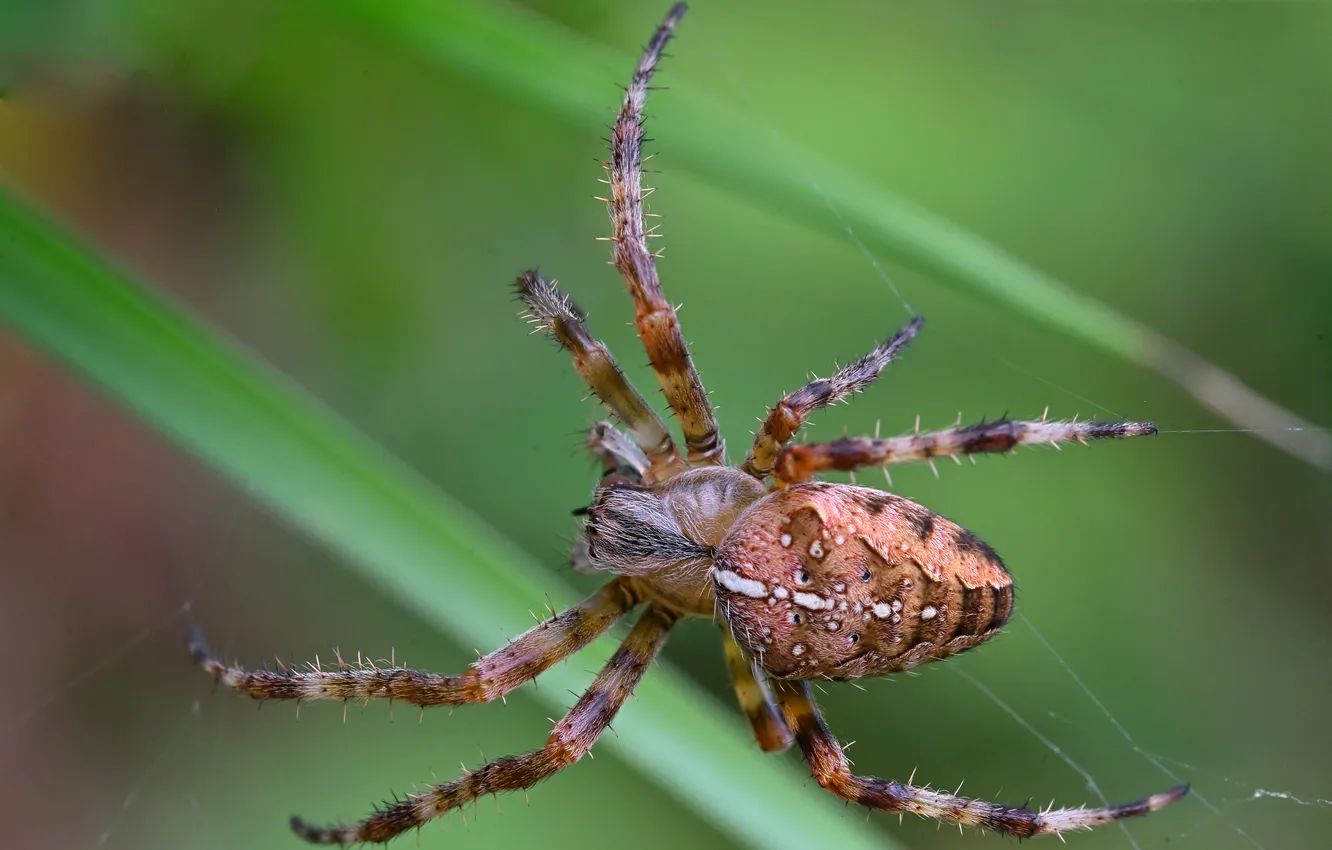 Photo wallpaper web, spider, insect, bokeh, macro photography of insects, BESPAMIATNYI Dmitry