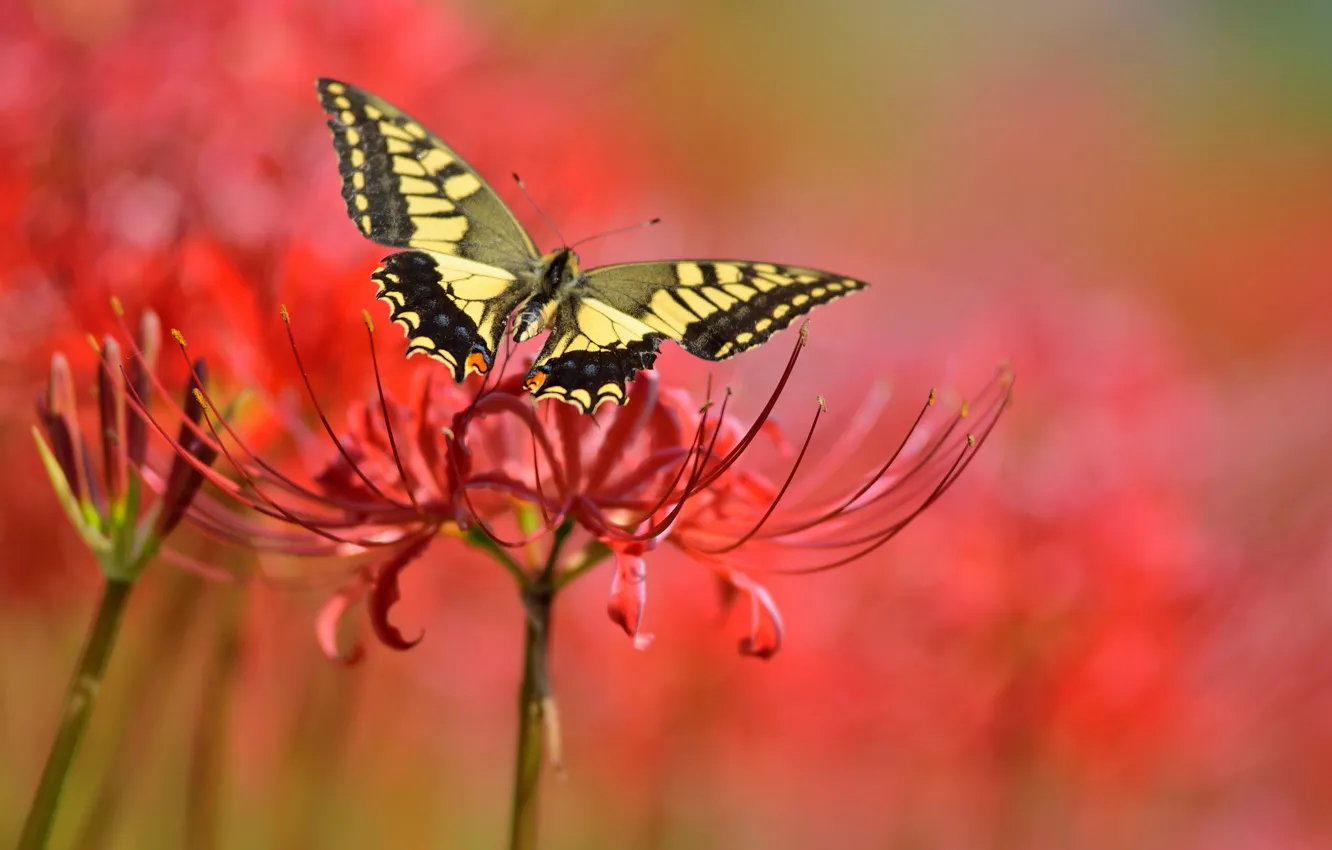 Photo wallpaper flower, flowers, red, background, butterfly