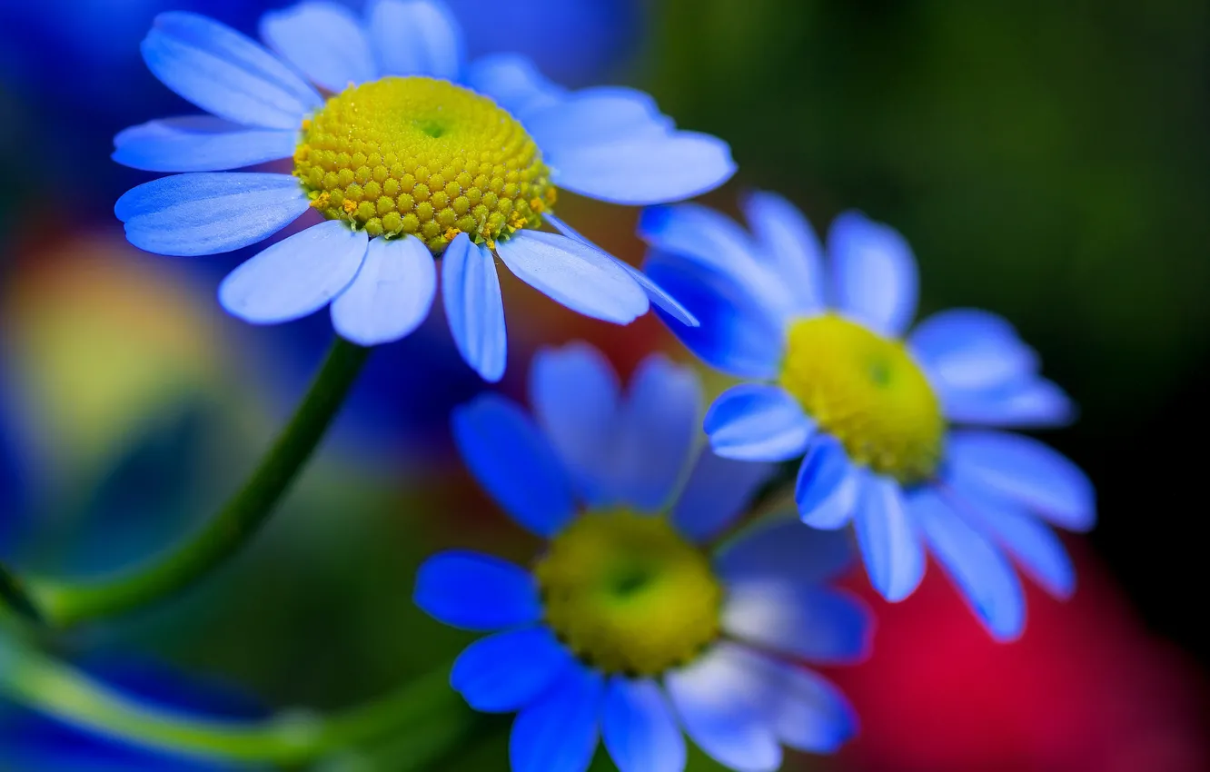 Photo wallpaper flowers, nature, plant, petals