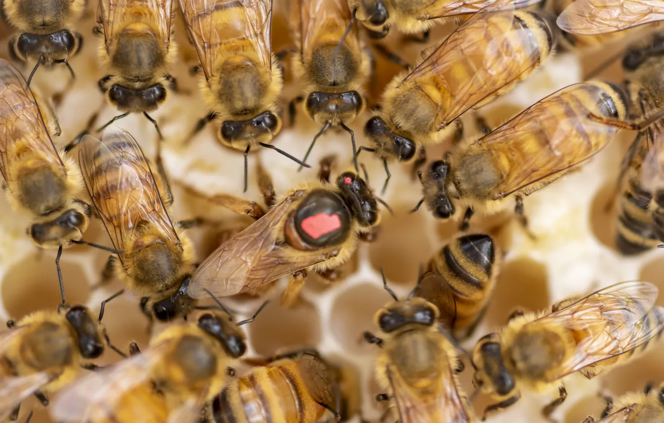 Photo wallpaper bee, beehive, Fleur Walton