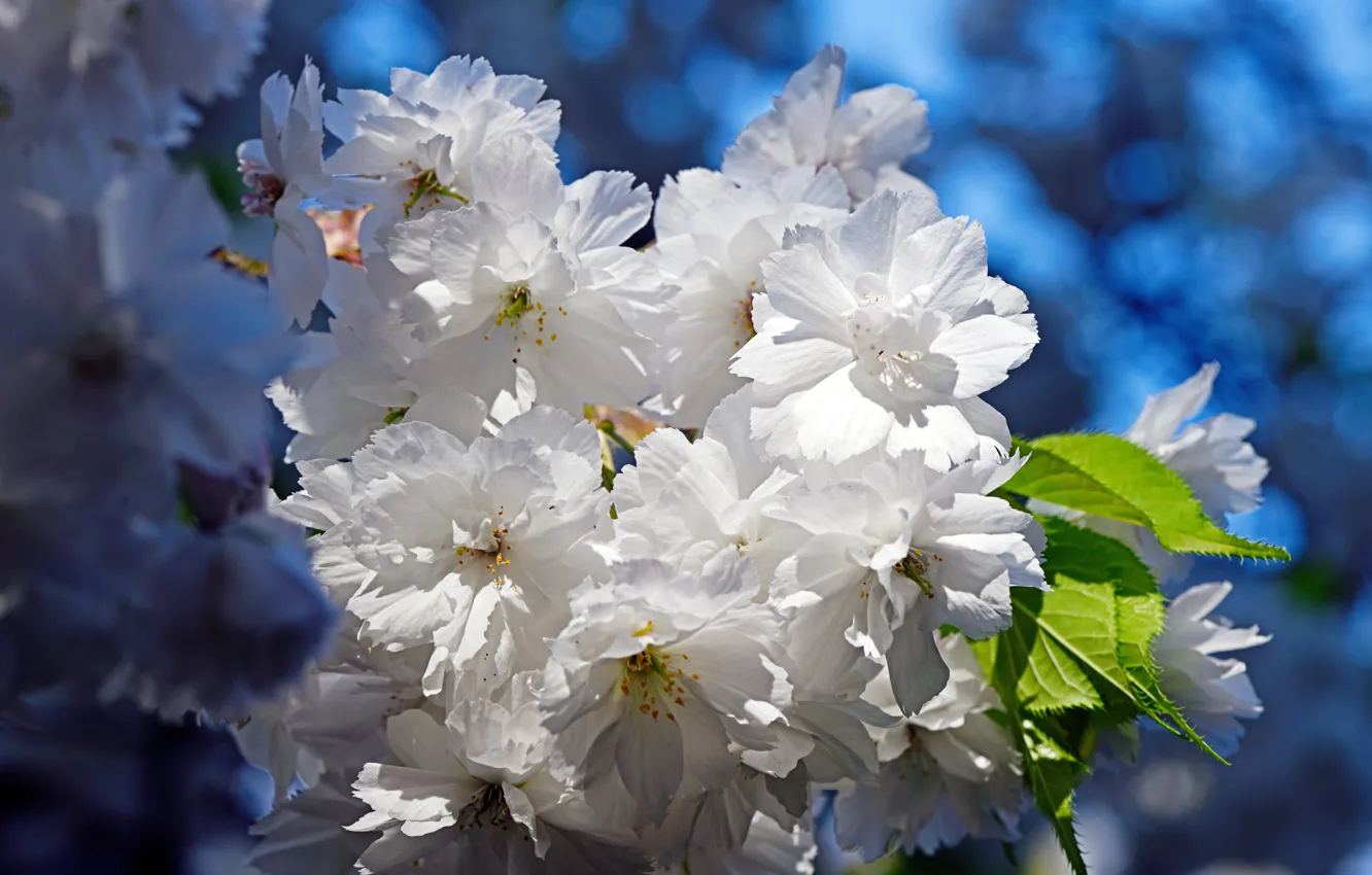 Photo wallpaper flowers, branches, spring, Sakura, white, flowering, blue background