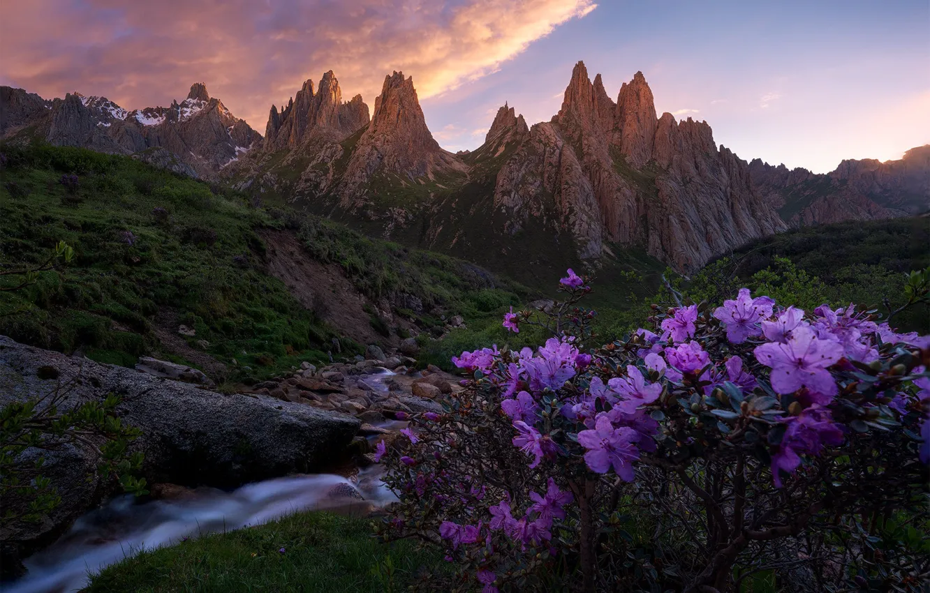 Photo wallpaper flowers, mountains, rhododendrons