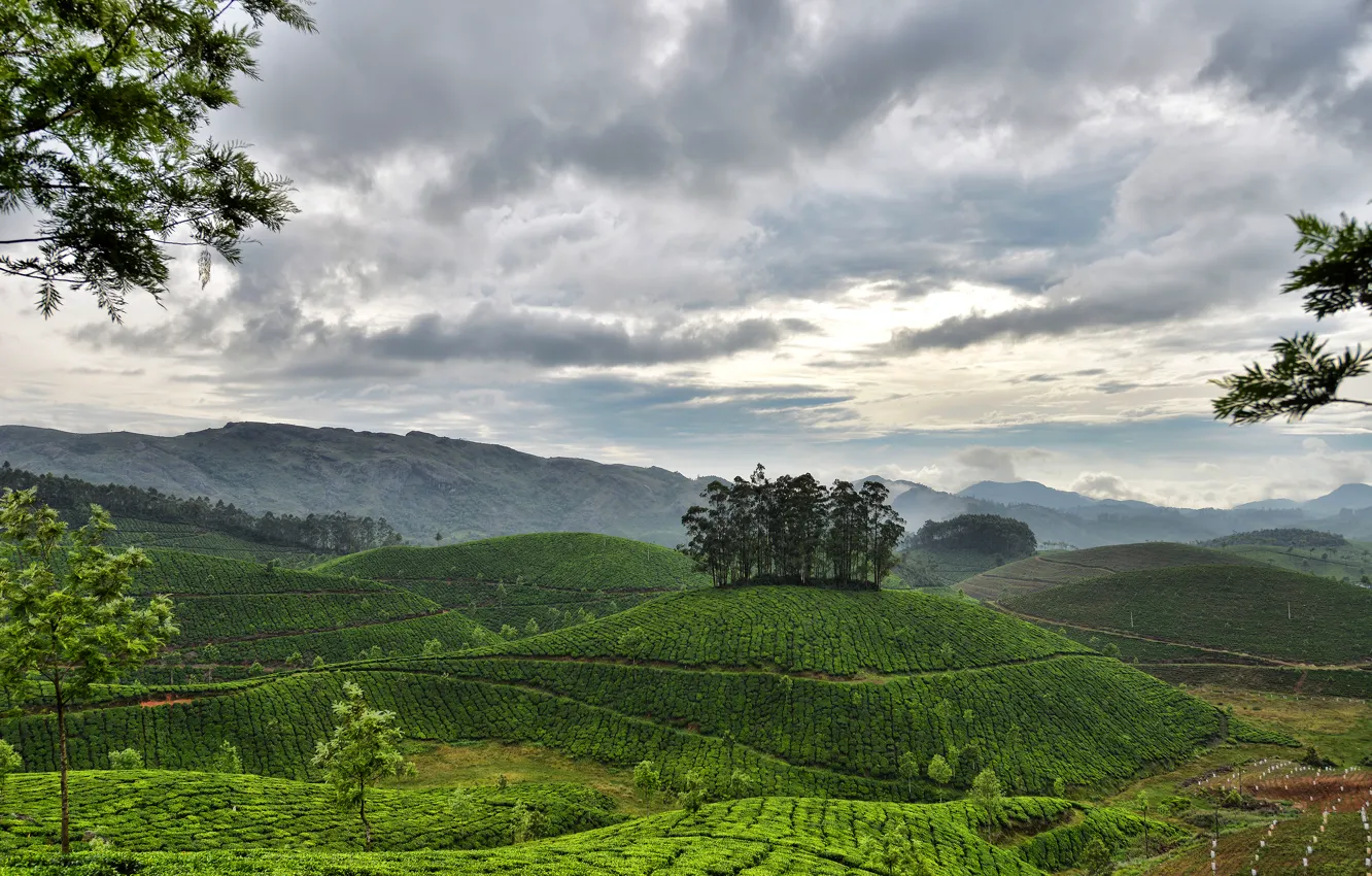 Photo wallpaper the sky, clouds, mountains, hills, India, Kerala, Munnar, tea plantations