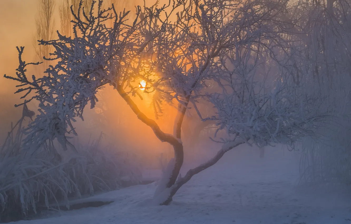Photo wallpaper winter, frost, the sun, snow, landscape, nature, tree, morning