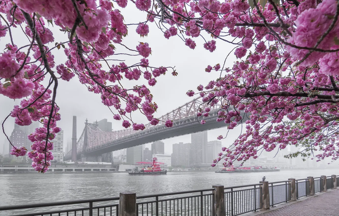 Photo wallpaper bridge, fog, Strait, river, tug, New York, morning, Sakura