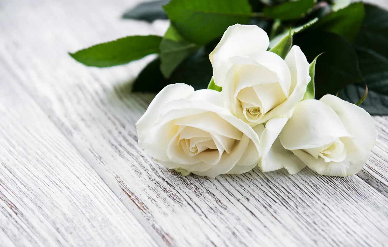 Photo wallpaper table, roses, white, buds