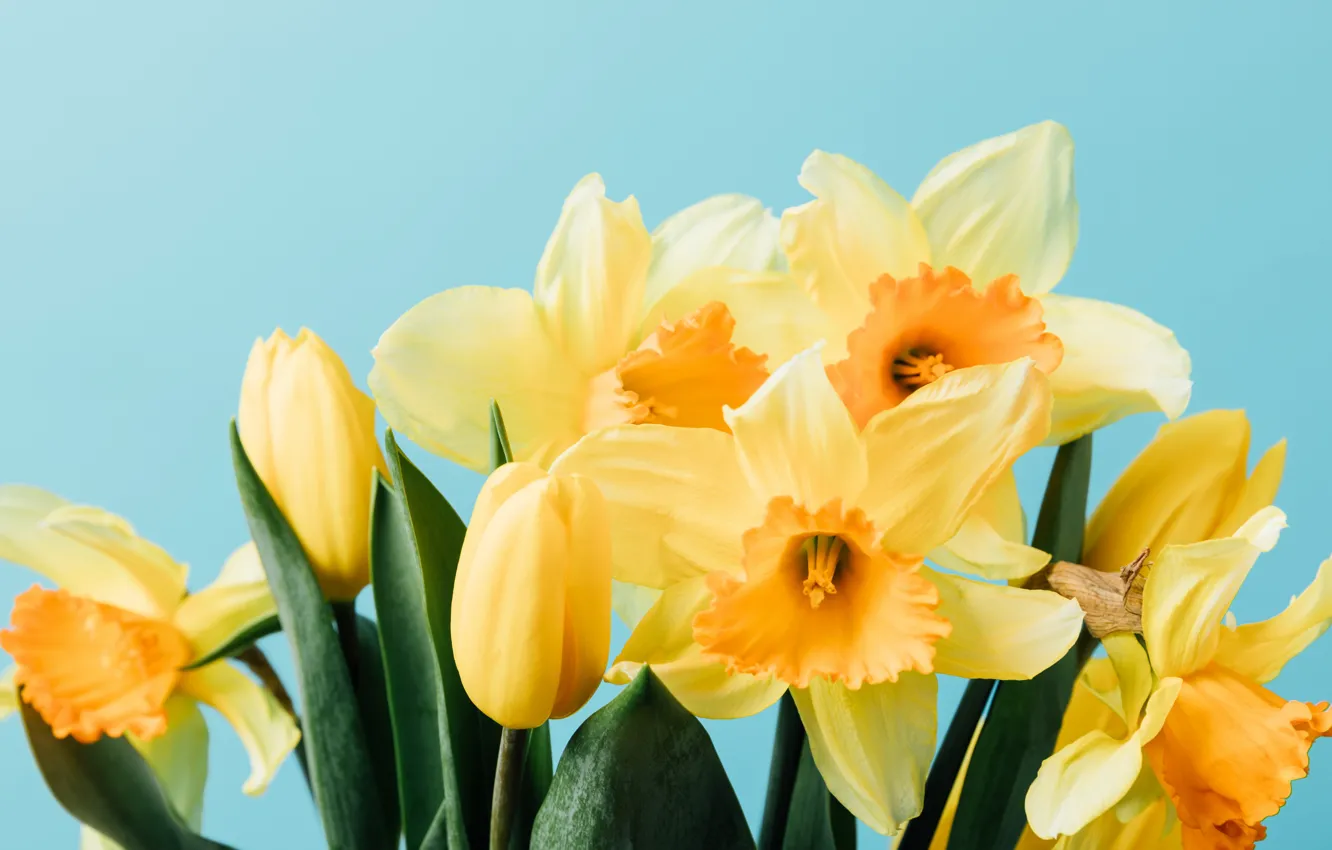 Photo wallpaper flowers, spring, yellow, tulips, fresh, yellow, flowers, tulips