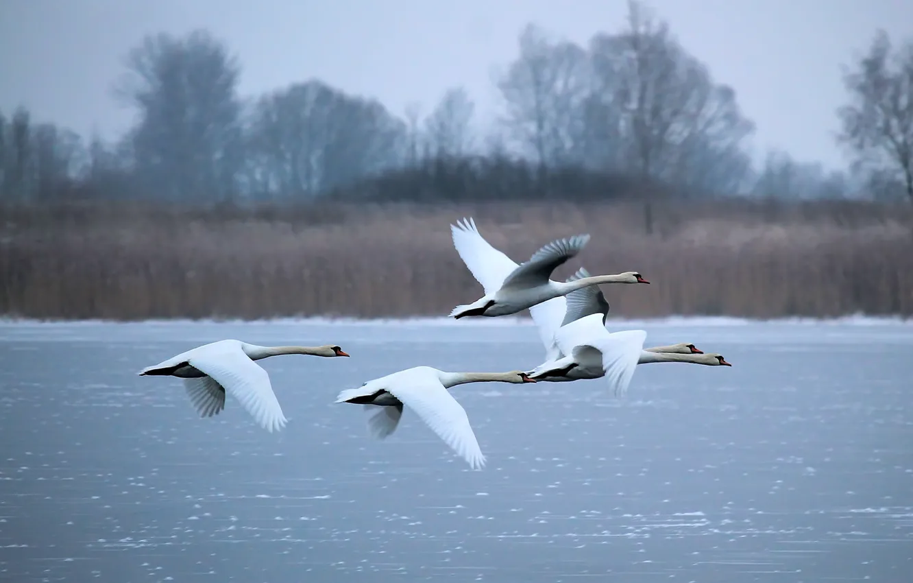 Photo wallpaper winter, lake, white, swans, fly
