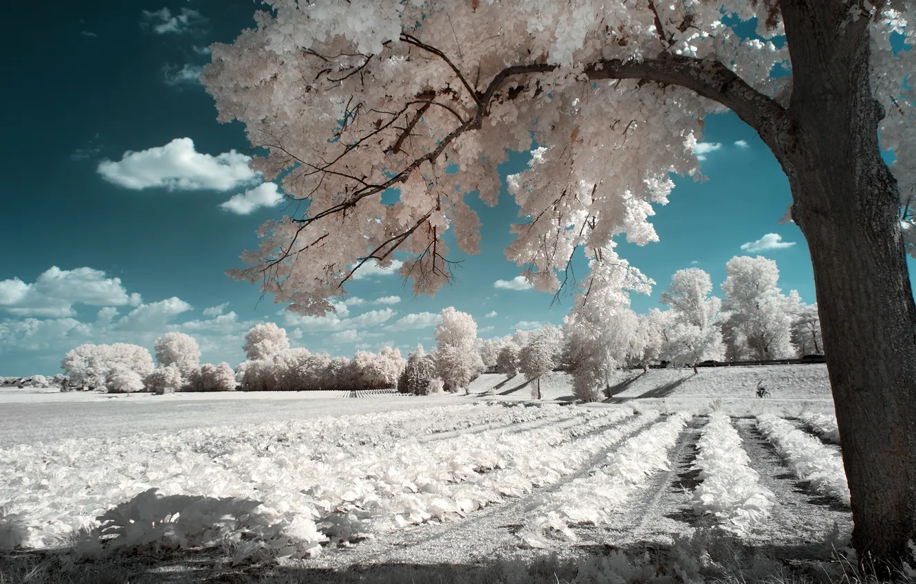 Photo wallpaper field, the sky, clouds, light, tree