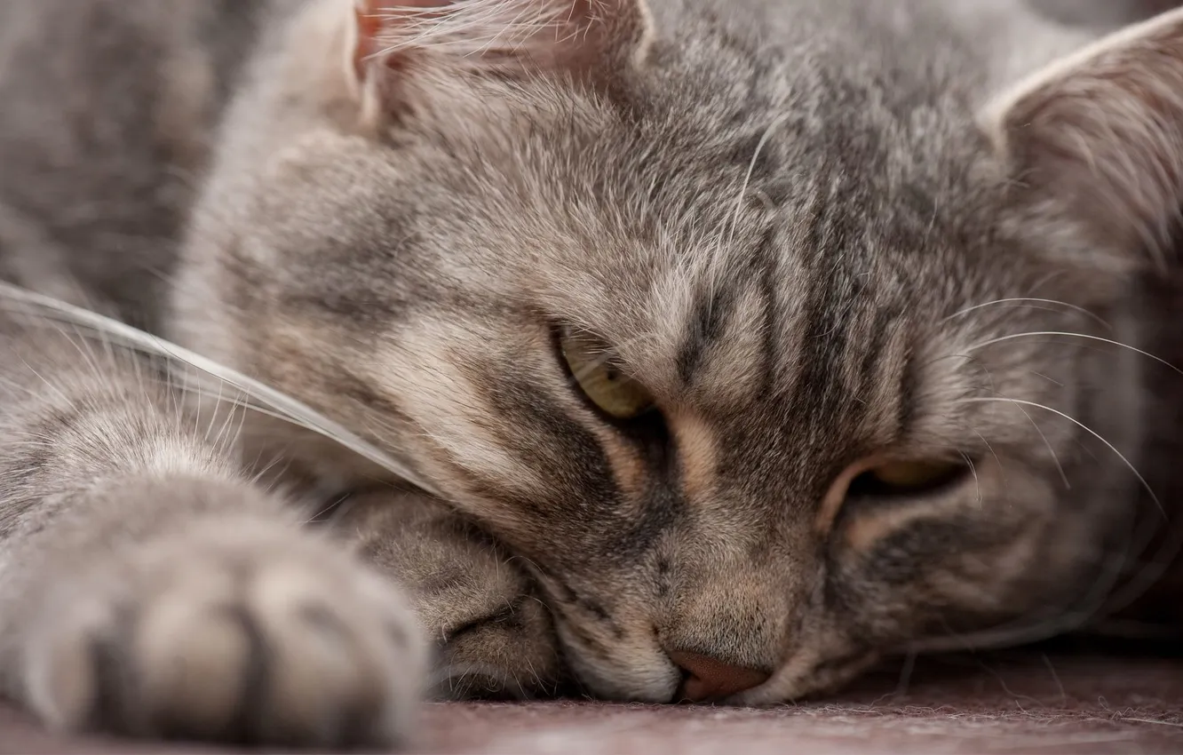 Photo wallpaper cat, grey, muzzle, lies