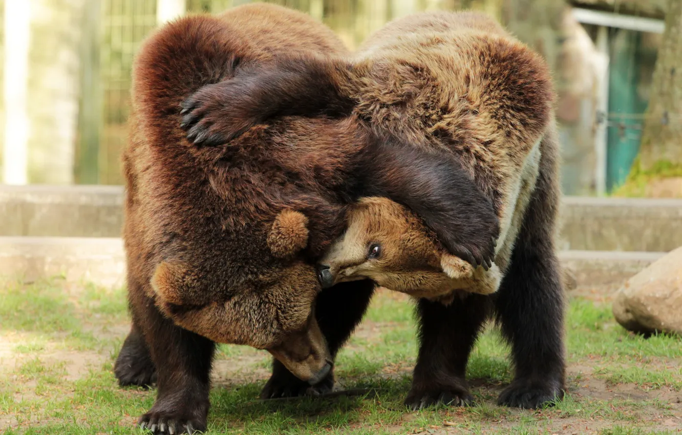 Photo wallpaper background, bears, zoo