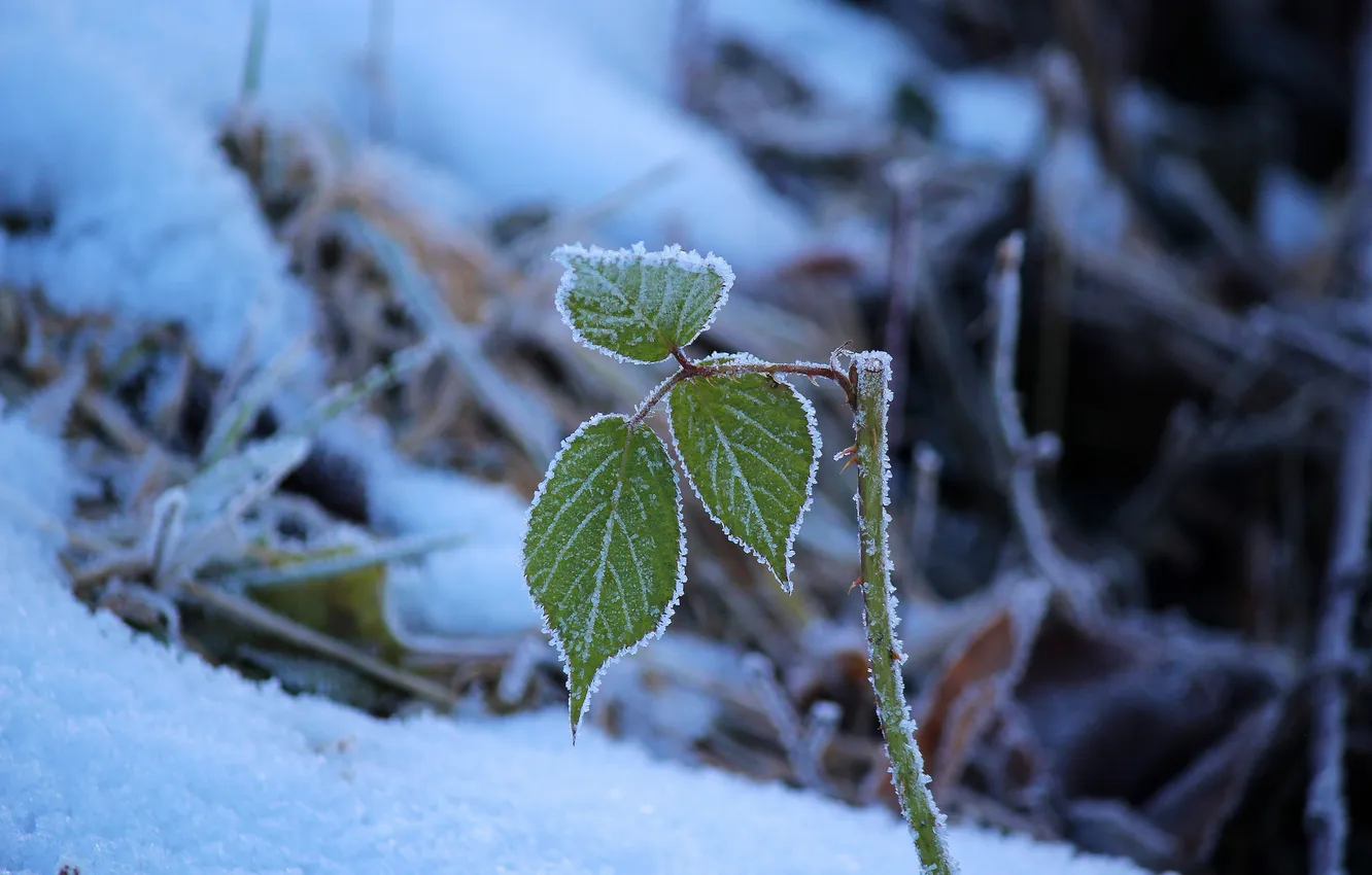 Photo wallpaper winter, snow, nature, sprig, leaves