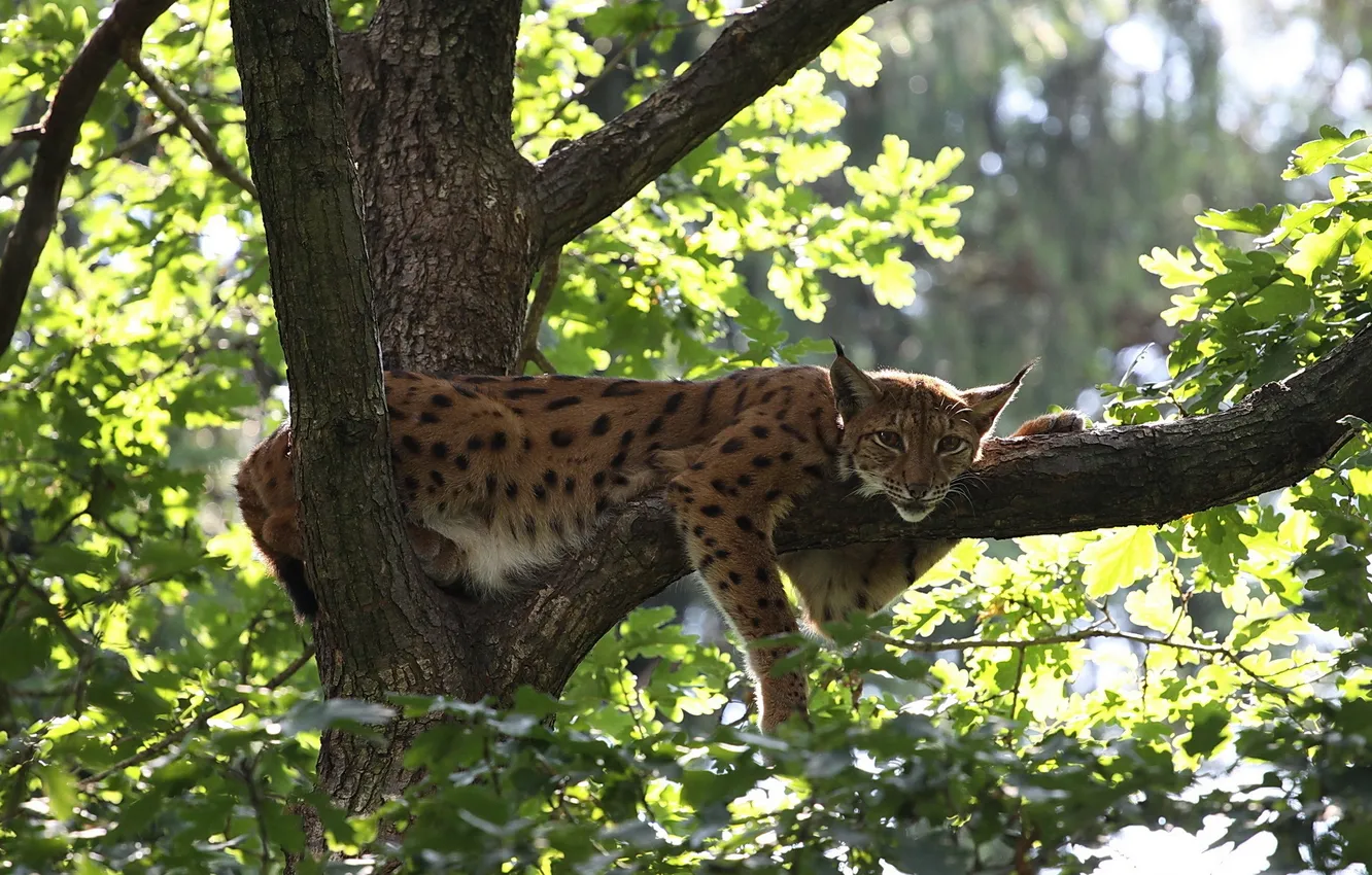 Photo wallpaper trees, stay, branch, foliage, lynx