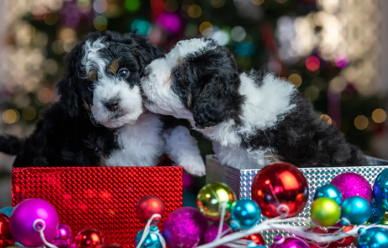 Photo wallpaper balls, glare, puppies, Christmas, New year, kids, a couple, Duo