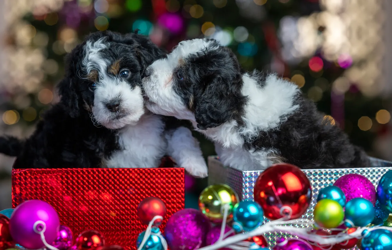 Photo wallpaper balls, glare, new year, baby, package, Christmas, puppy, face