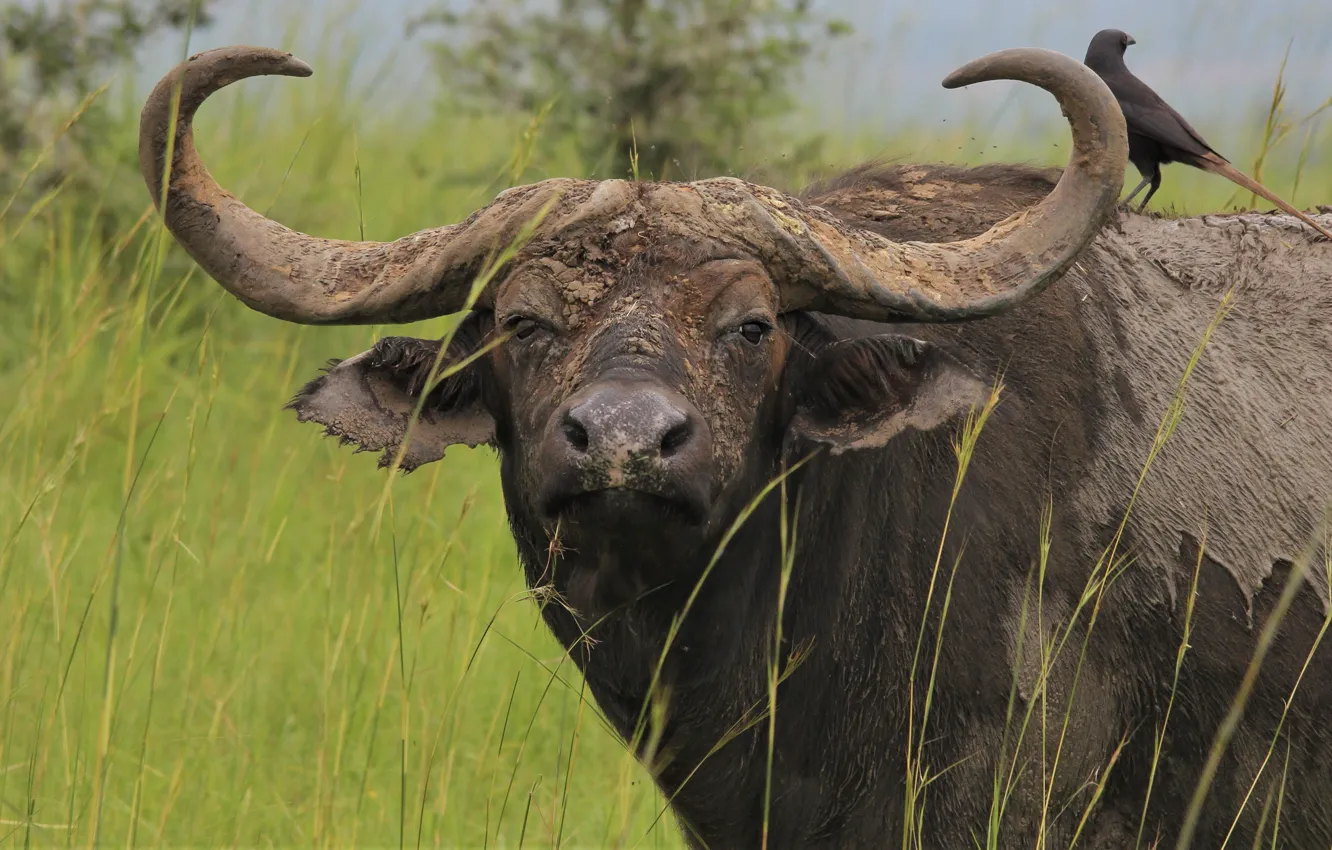 Photo wallpaper look, face, bird, portrait, horns, bull, African, Buffalo