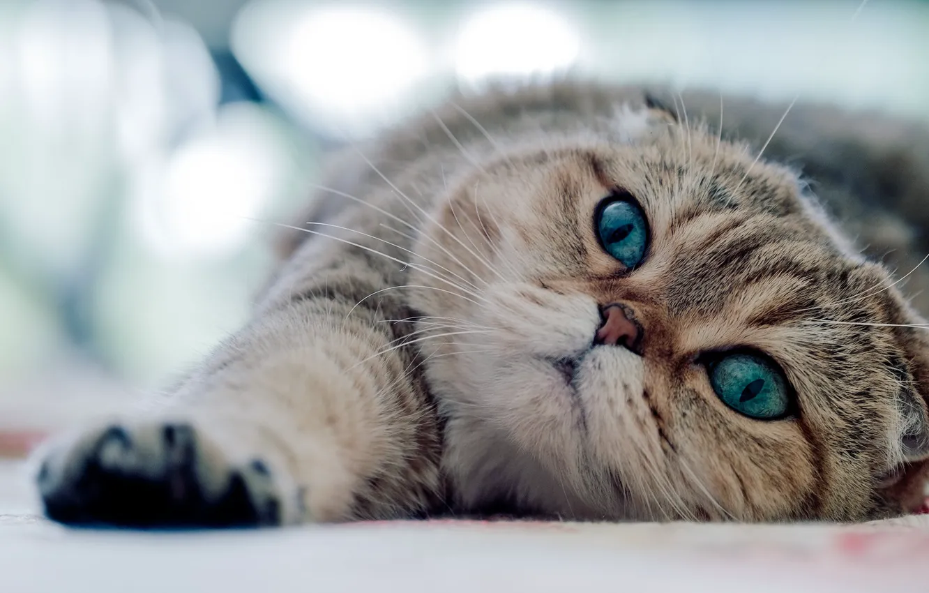 Photo wallpaper cat, look, lies, green eyes