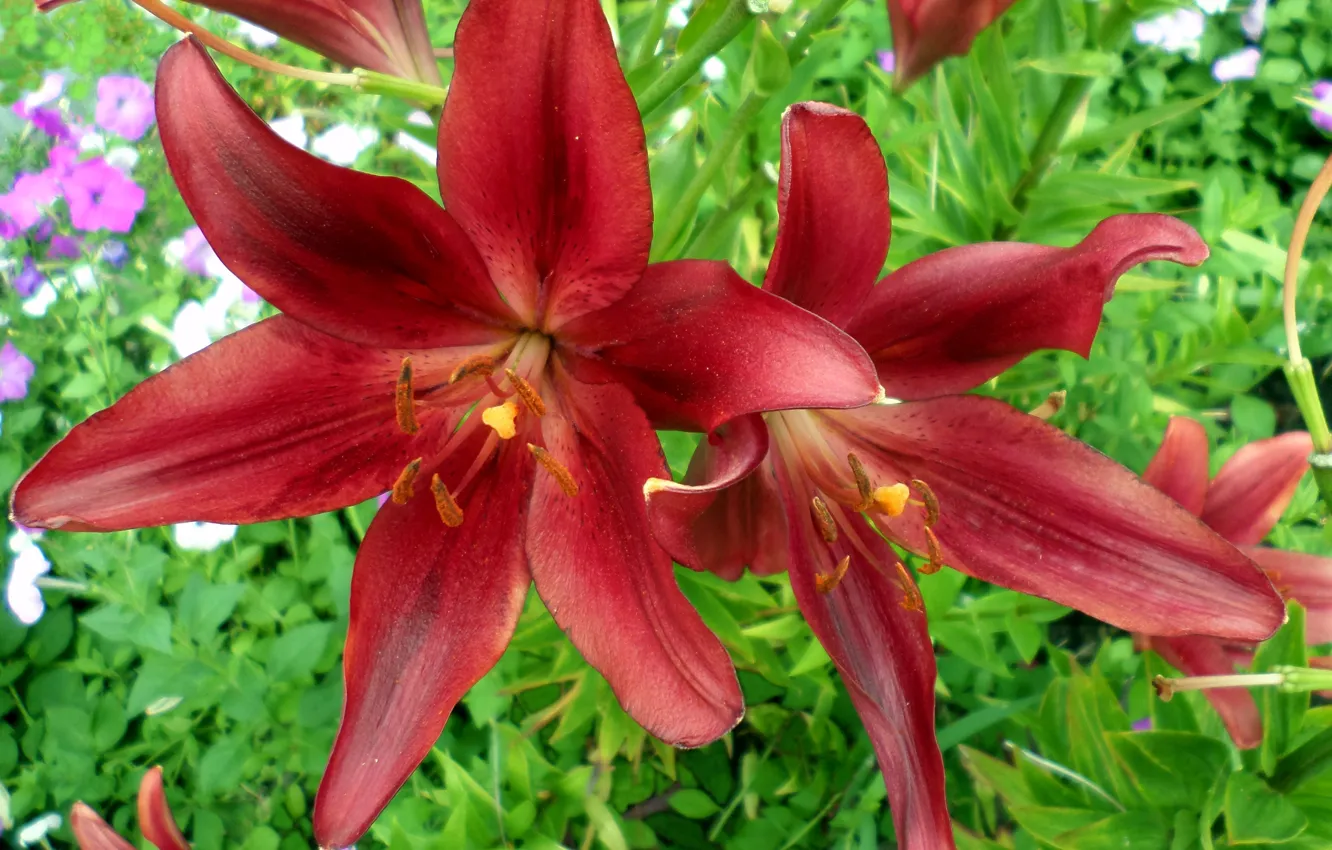 Photo wallpaper Lily, July, decorative