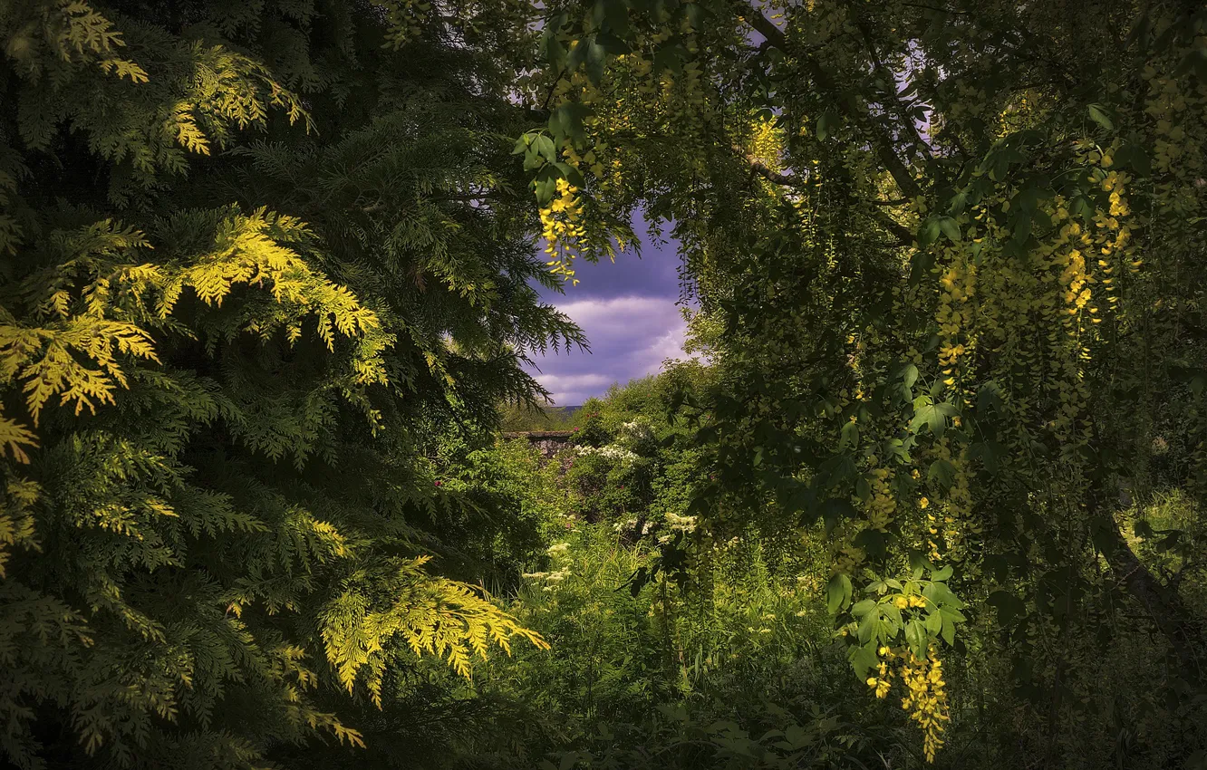 Photo wallpaper greens, forest, summer, the sky, light, trees, flowers, branches