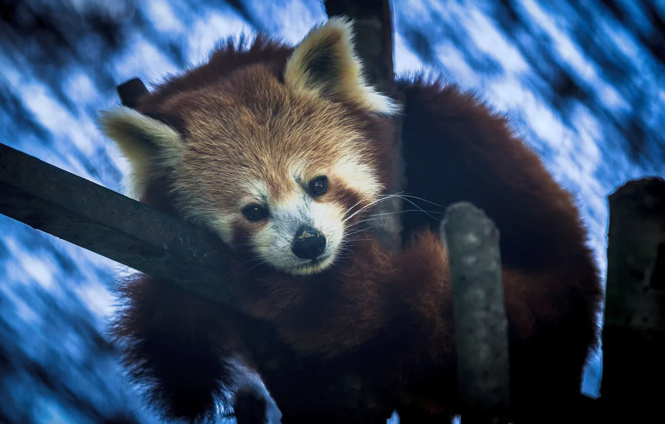 Photo wallpaper muzzle, cutie, red Panda
