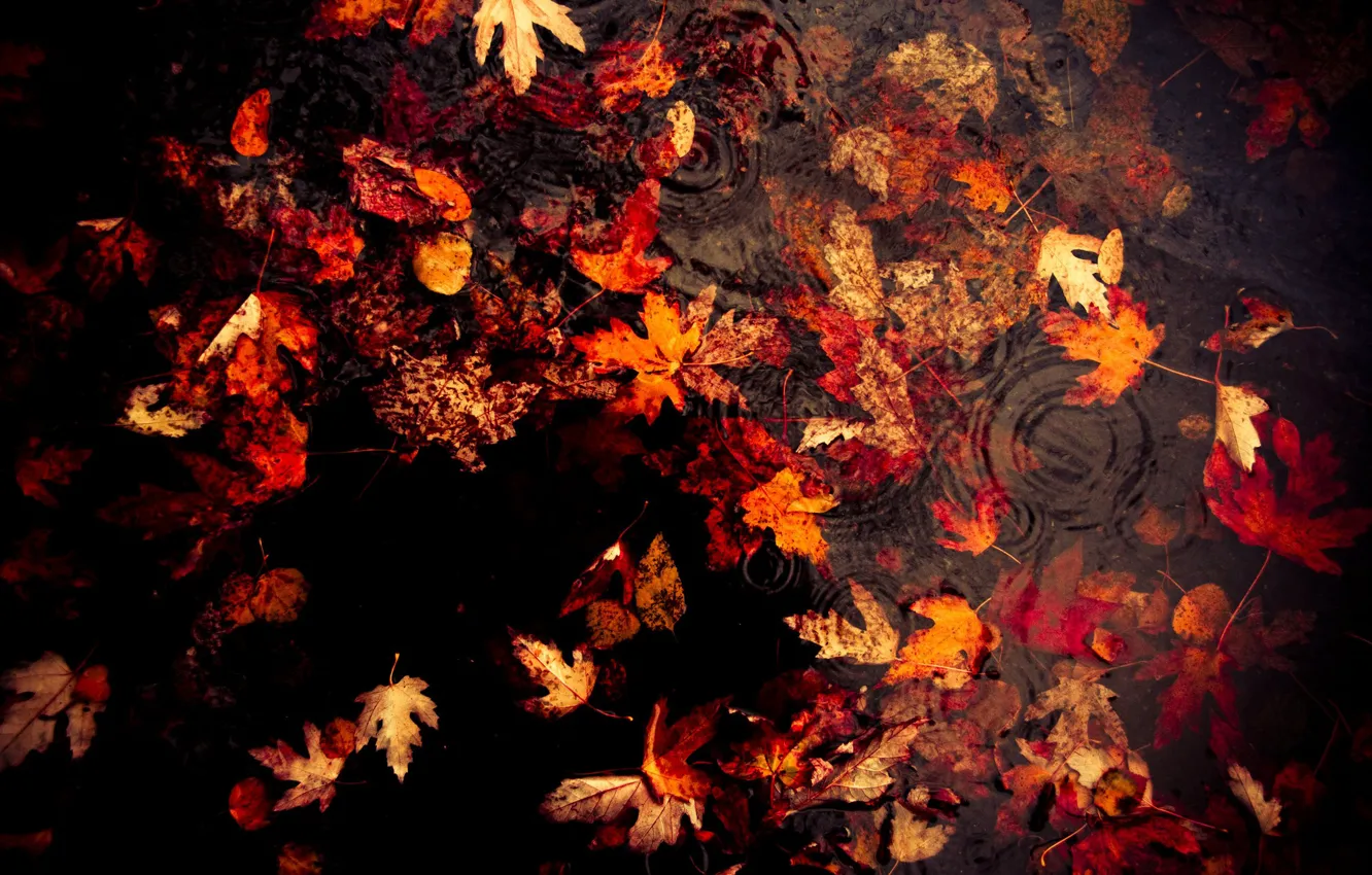 Photo wallpaper autumn, leaves, rain