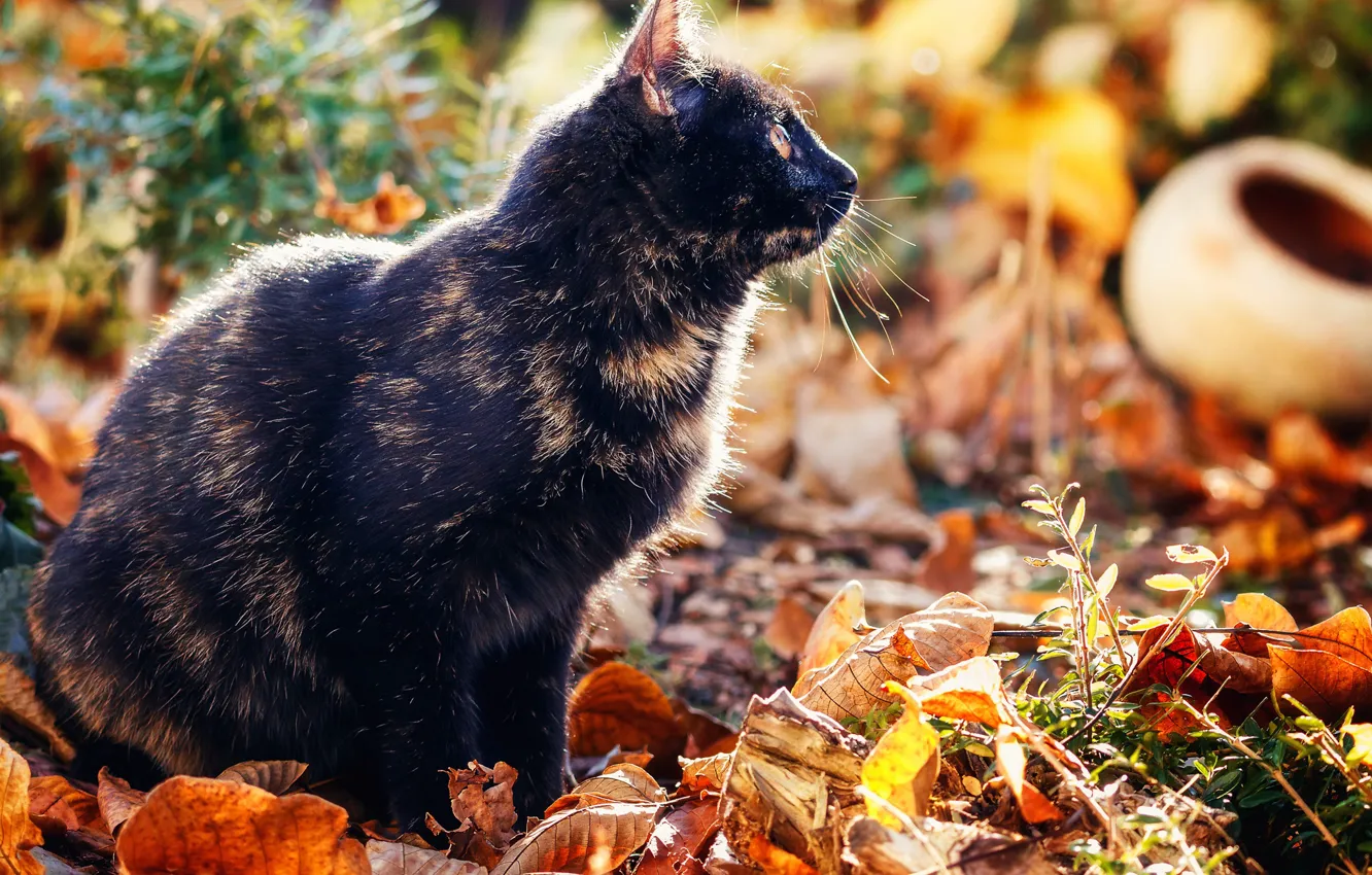 Photo wallpaper autumn, cat, background