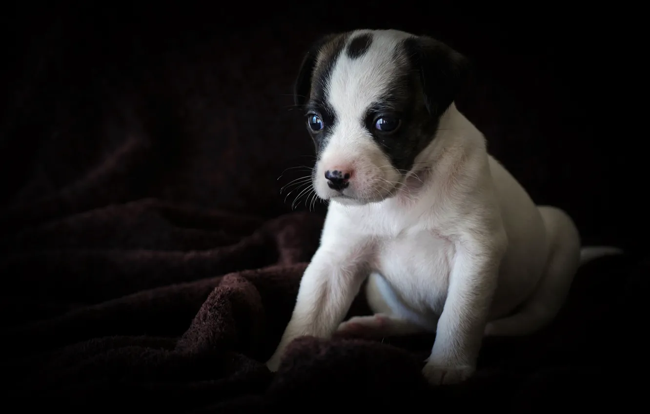 Photo wallpaper baby, puppy, doggie