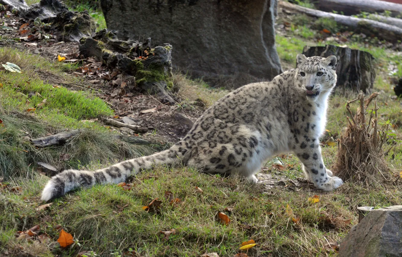 Photo wallpaper cat, grass, IRBIS, snow leopard