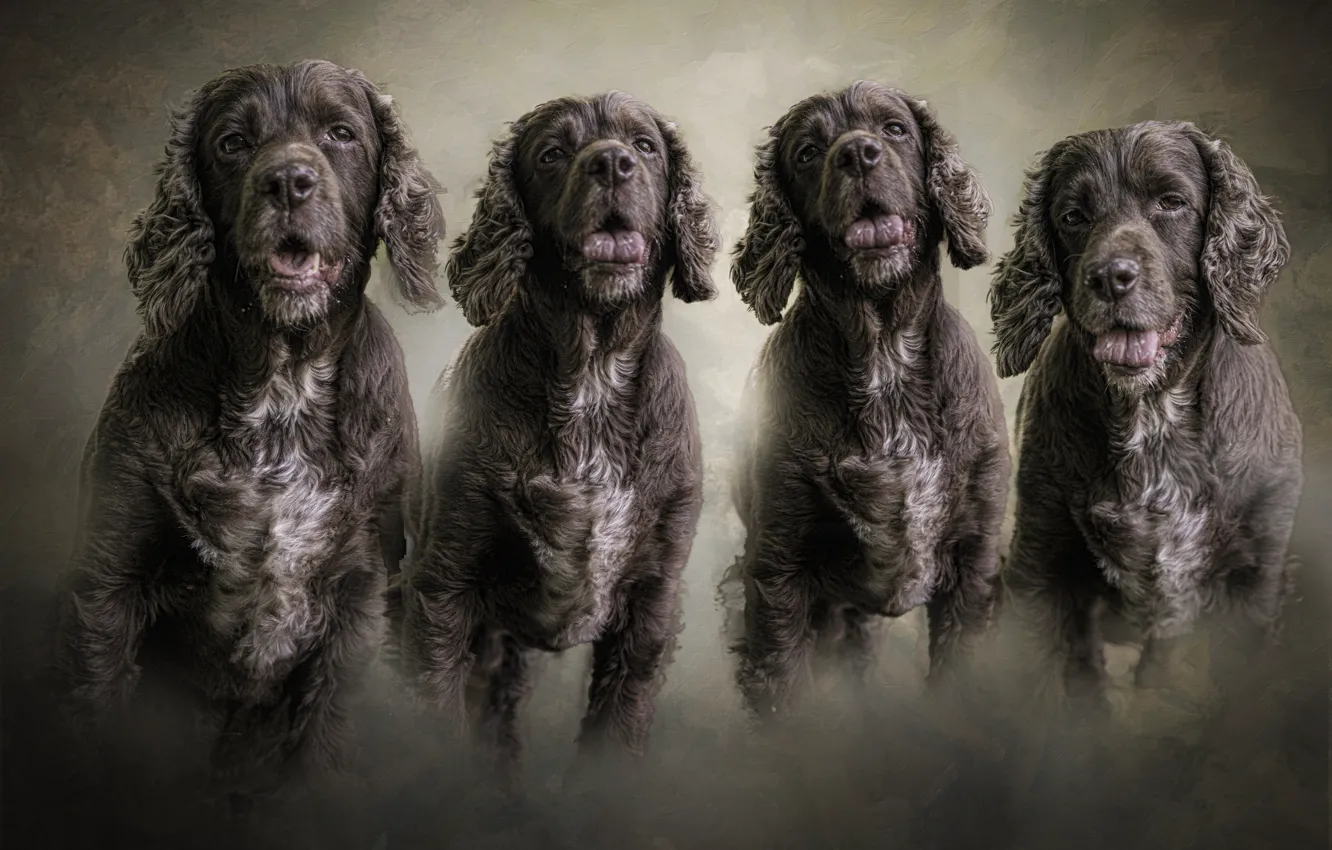 Photo wallpaper language, face, portrait, dog, treatment, texture, light background, peer