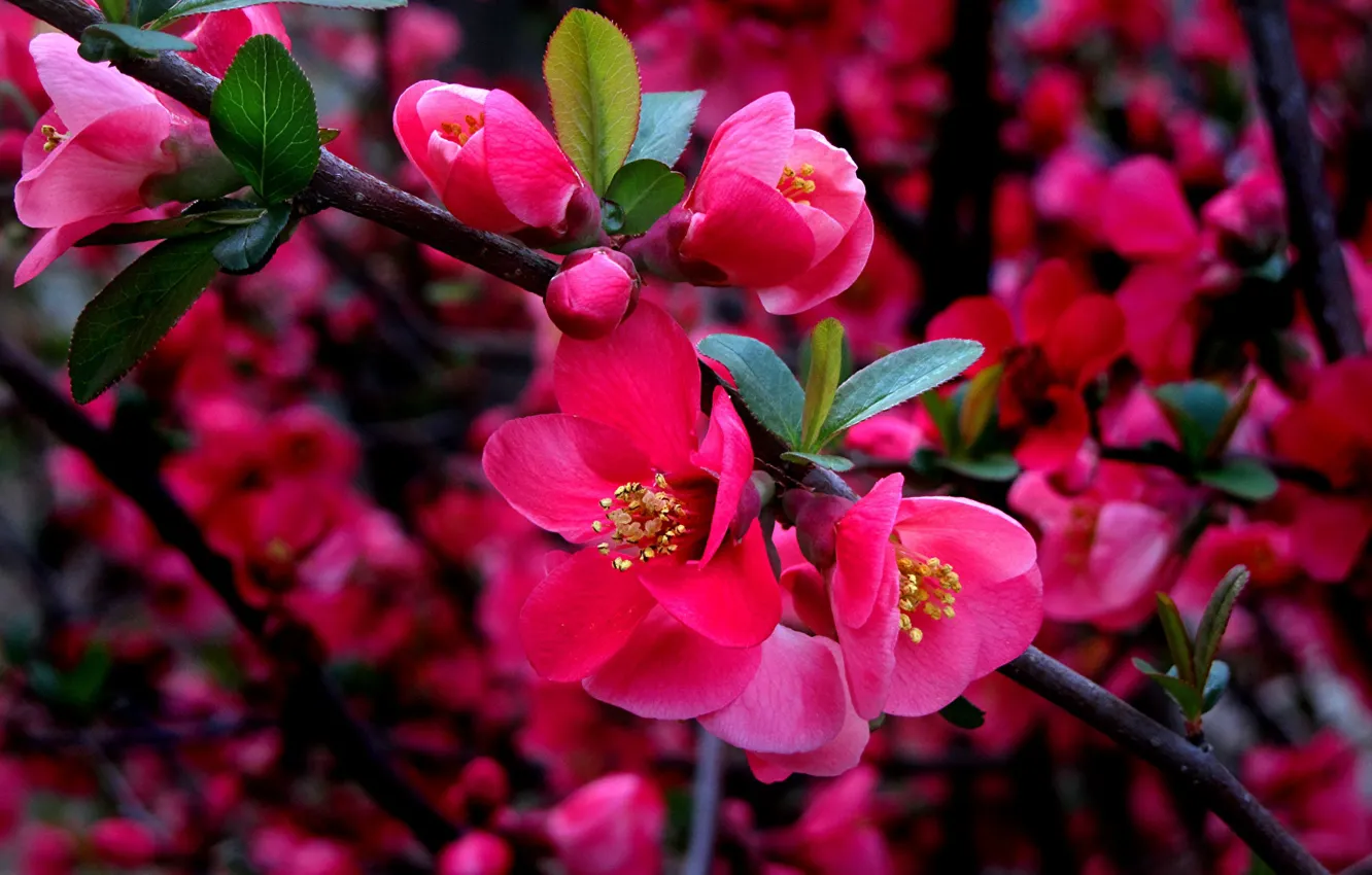 Photo wallpaper quince, red flowers, the branches of a tree, the cherry blossoms