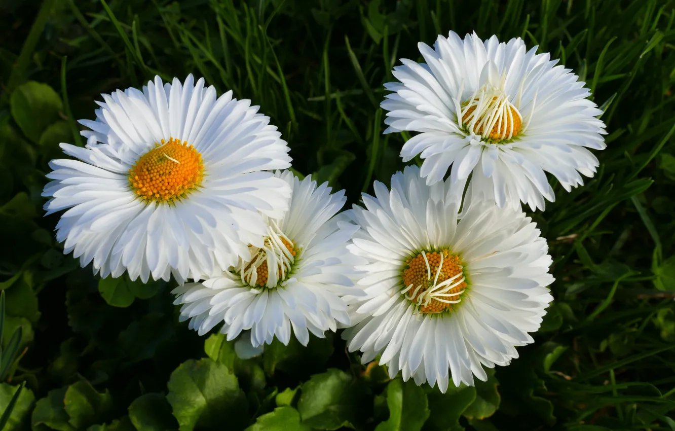 Photo wallpaper greens, grass, leaves, flowers, glade, chamomile, white, Daisy