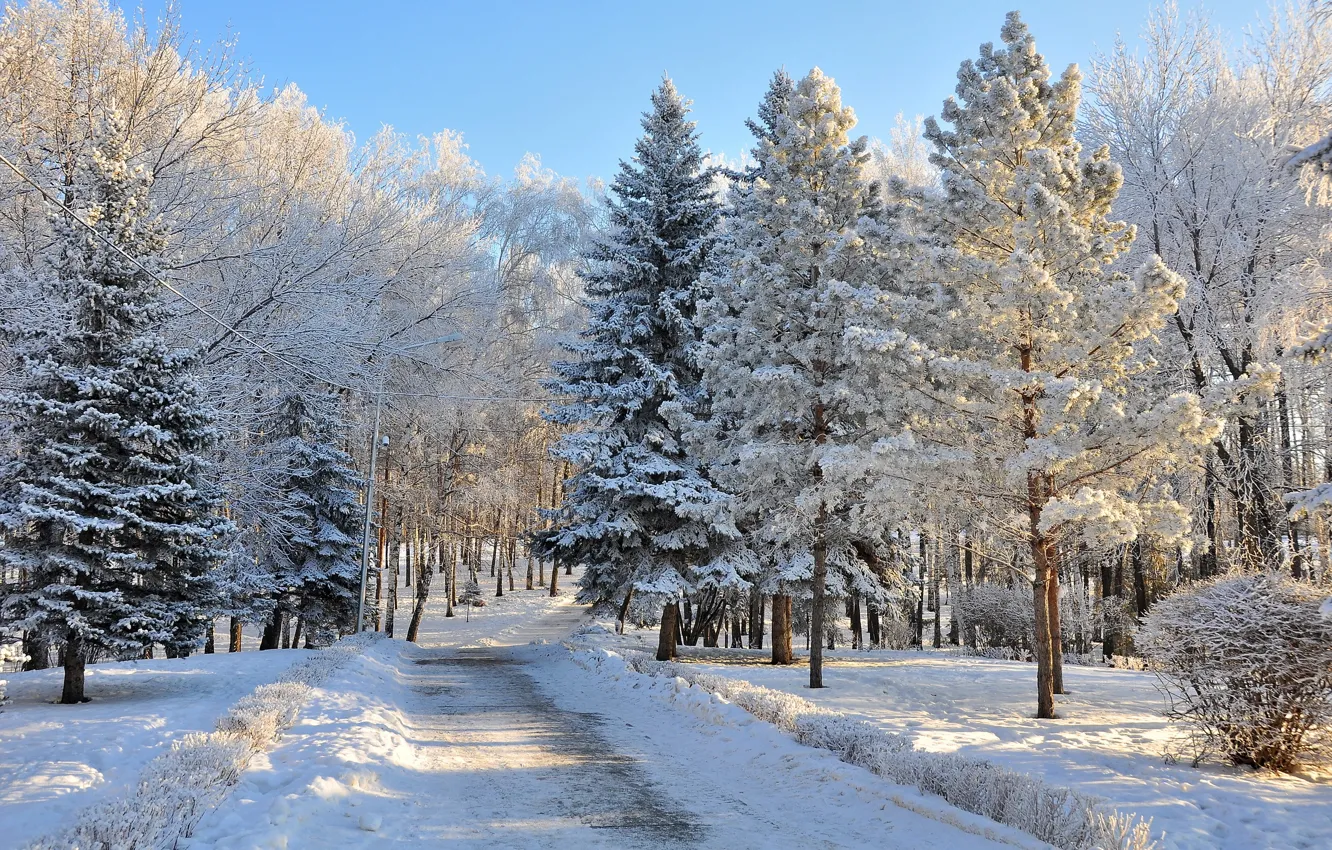 Photo wallpaper winter, trees, nature, photo, spruce, road snow