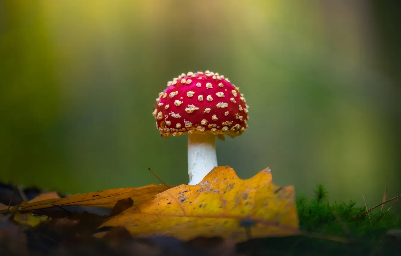 Photo wallpaper photography, nature, leaves, mushroom, closeup, depth of field, FALLEN LEAVES, Albert Dros