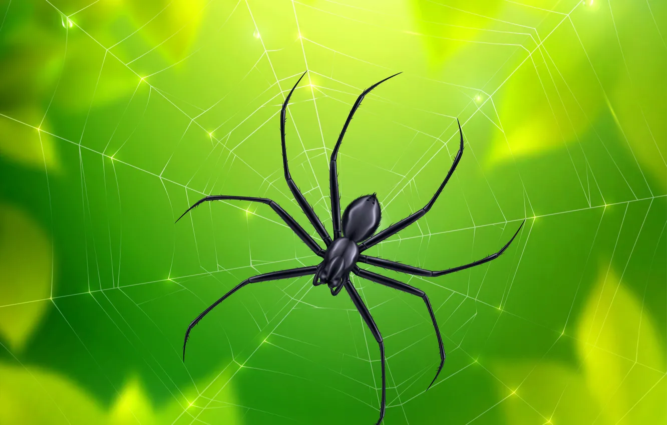 Photo wallpaper Spider, Web, Leaves, Art, Insect, Blurred background, Closeup, Green background