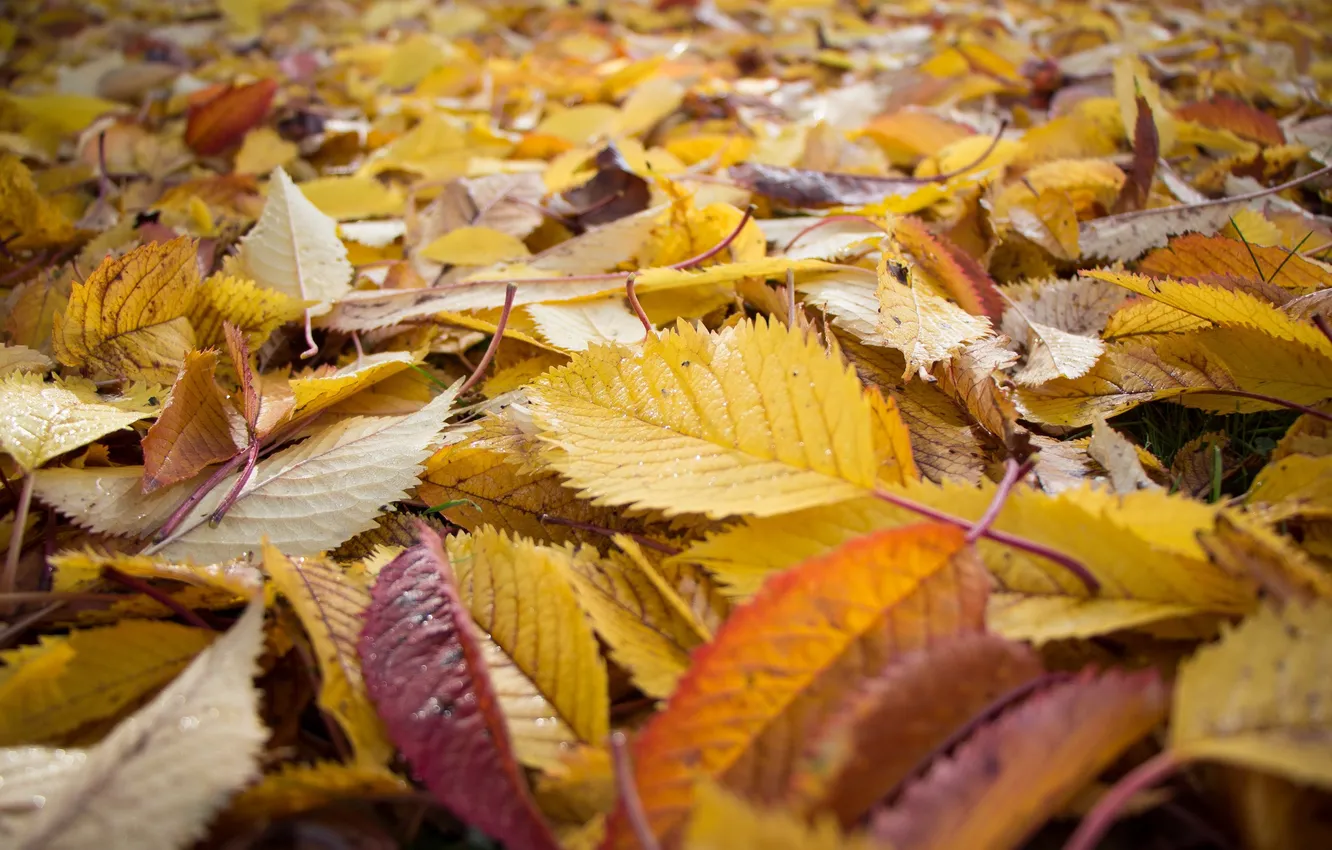 Photo wallpaper autumn, leaves, nature