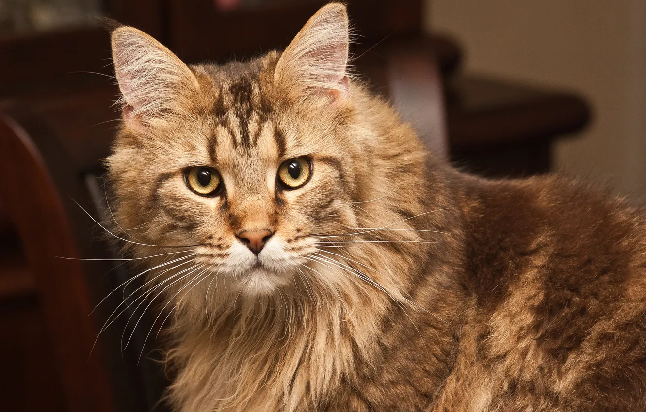 Photo wallpaper cat, cat, look, face, Maine Coon