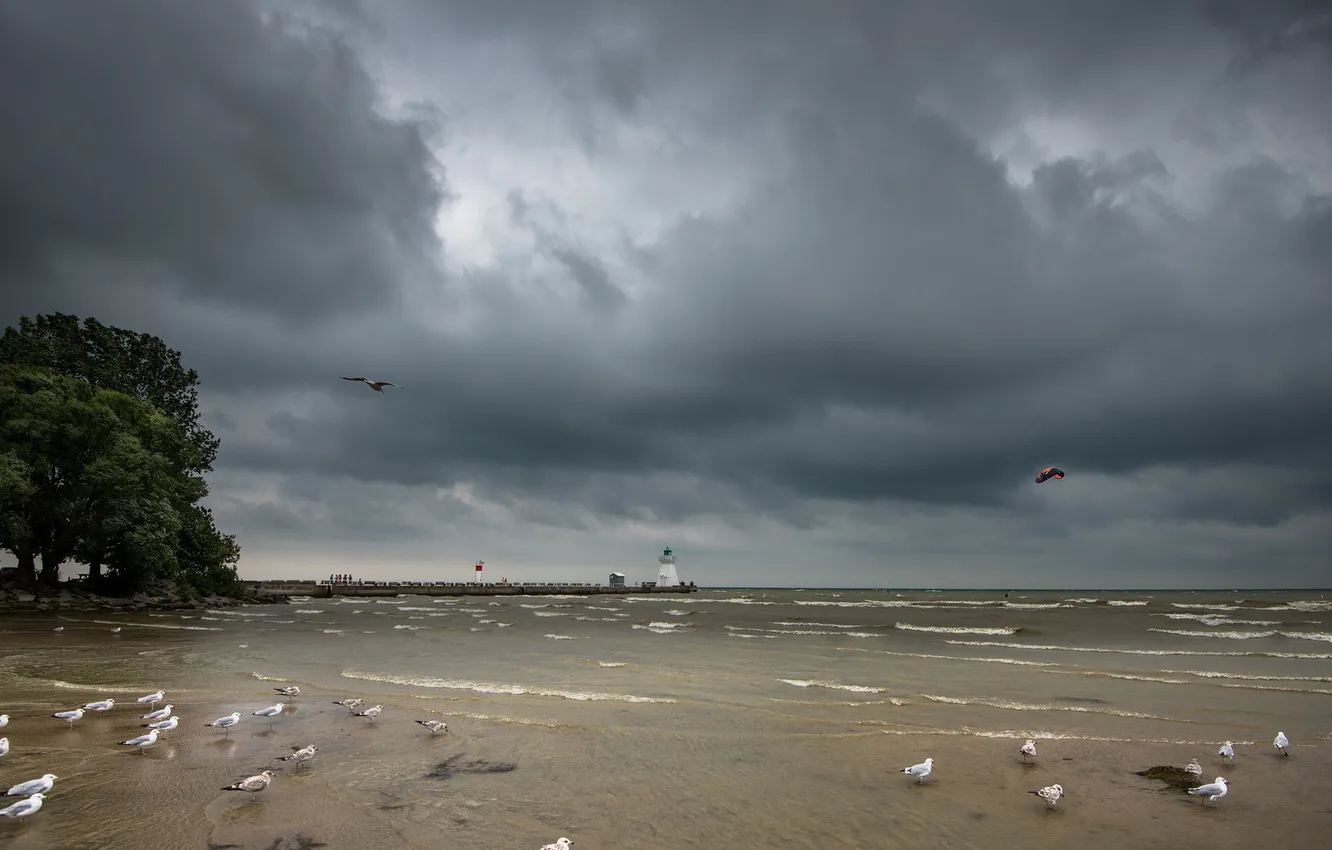 Photo wallpaper sea, landscape, bird, lighthouse