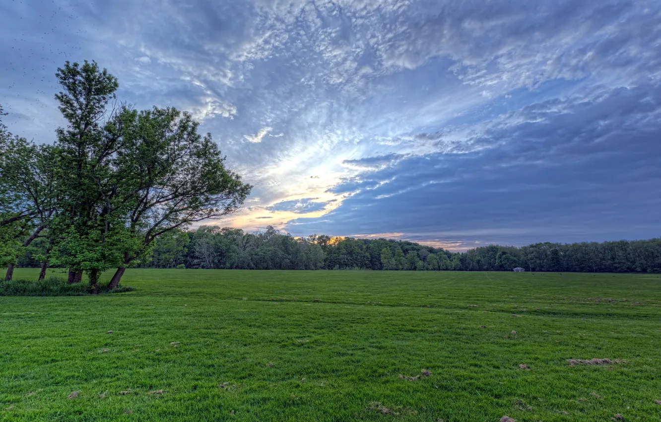 Photo wallpaper field, the sky, trees, landscape