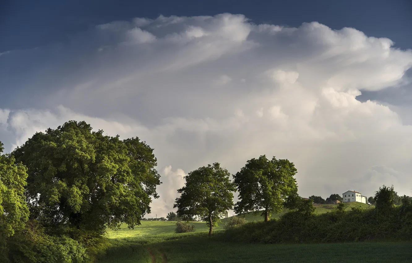 Photo wallpaper field, trees, landscape