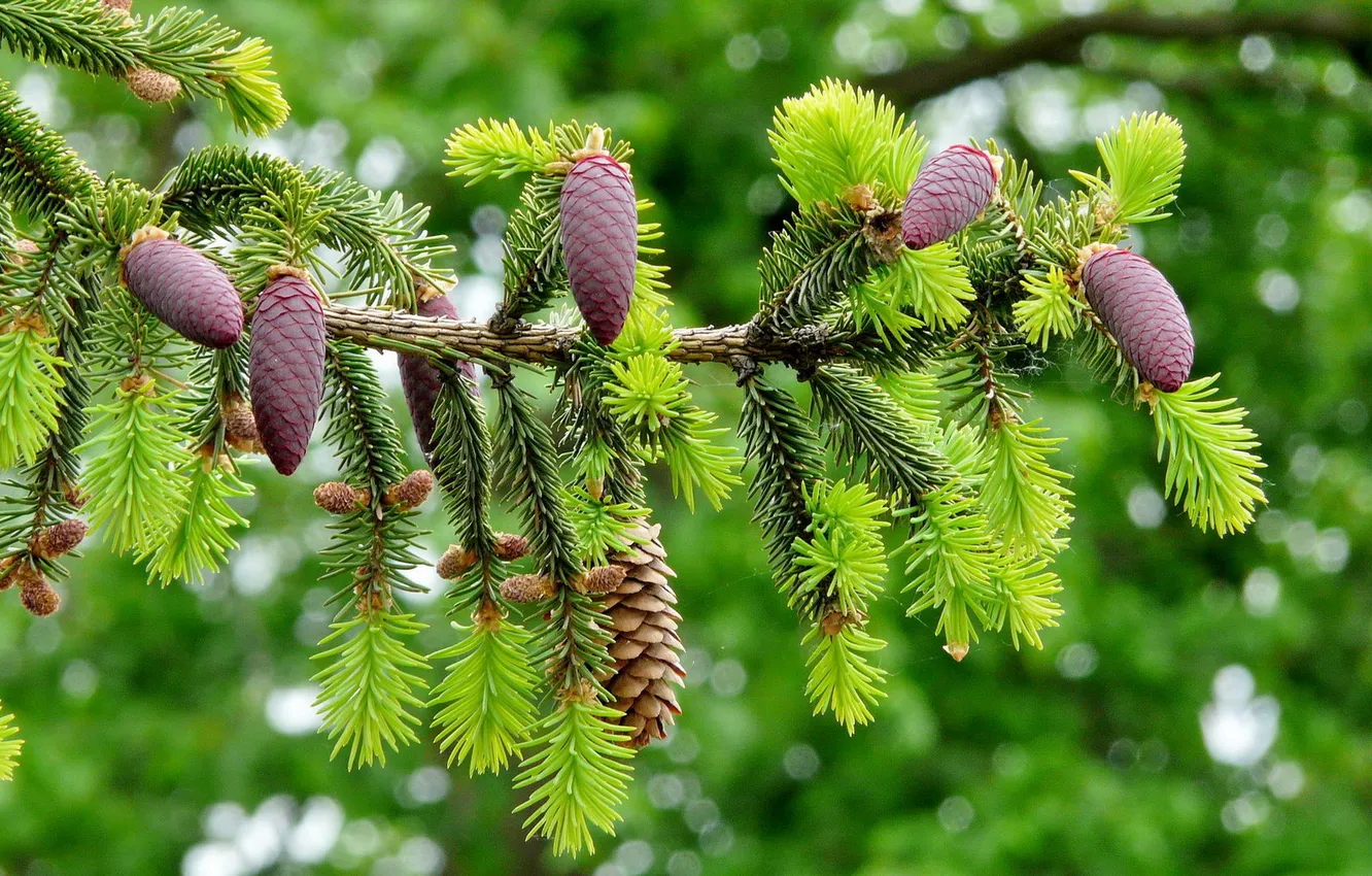 Photo wallpaper plant, escape, bumps, coniferous