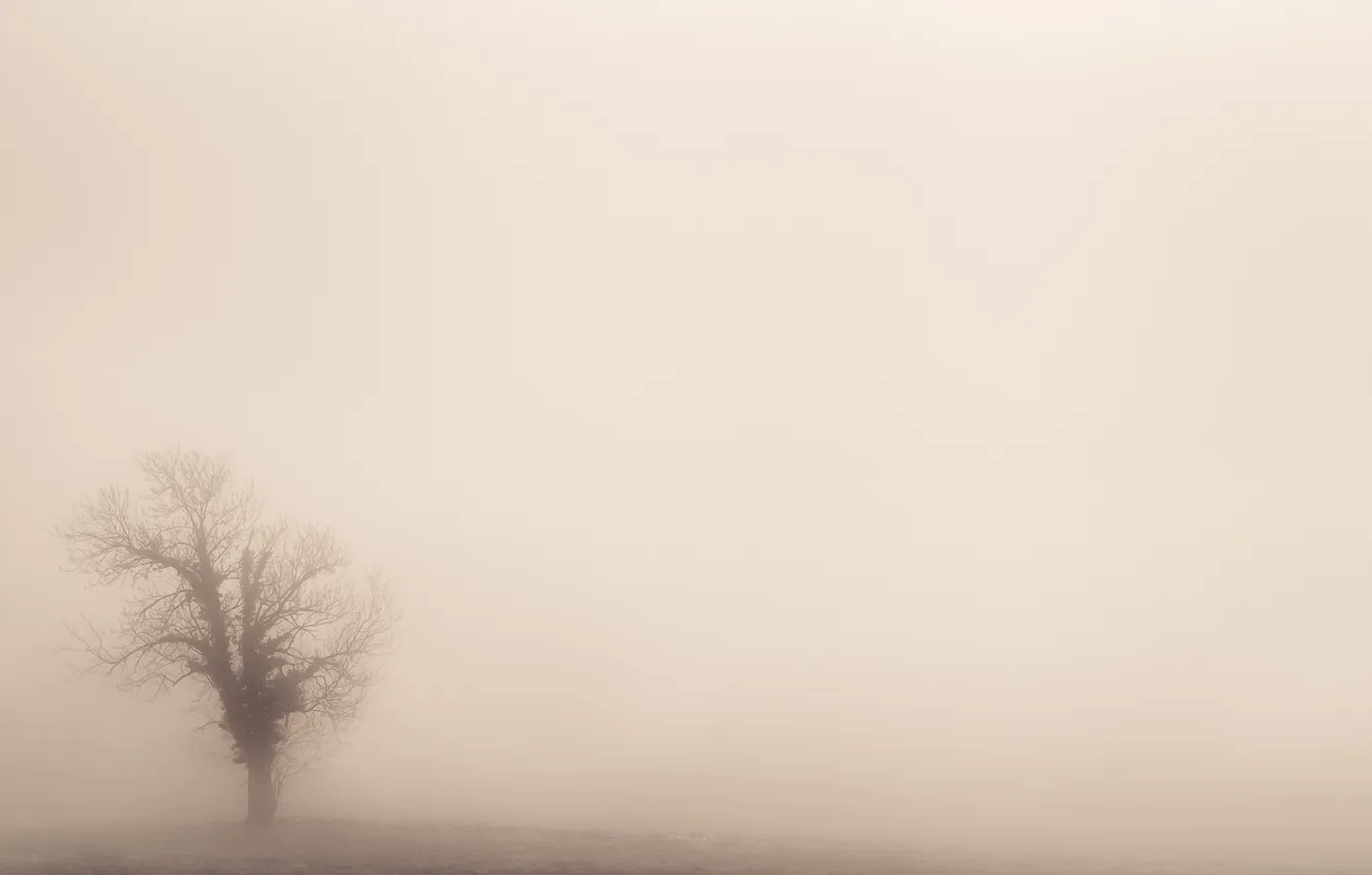 Photo wallpaper nature, fog, tree