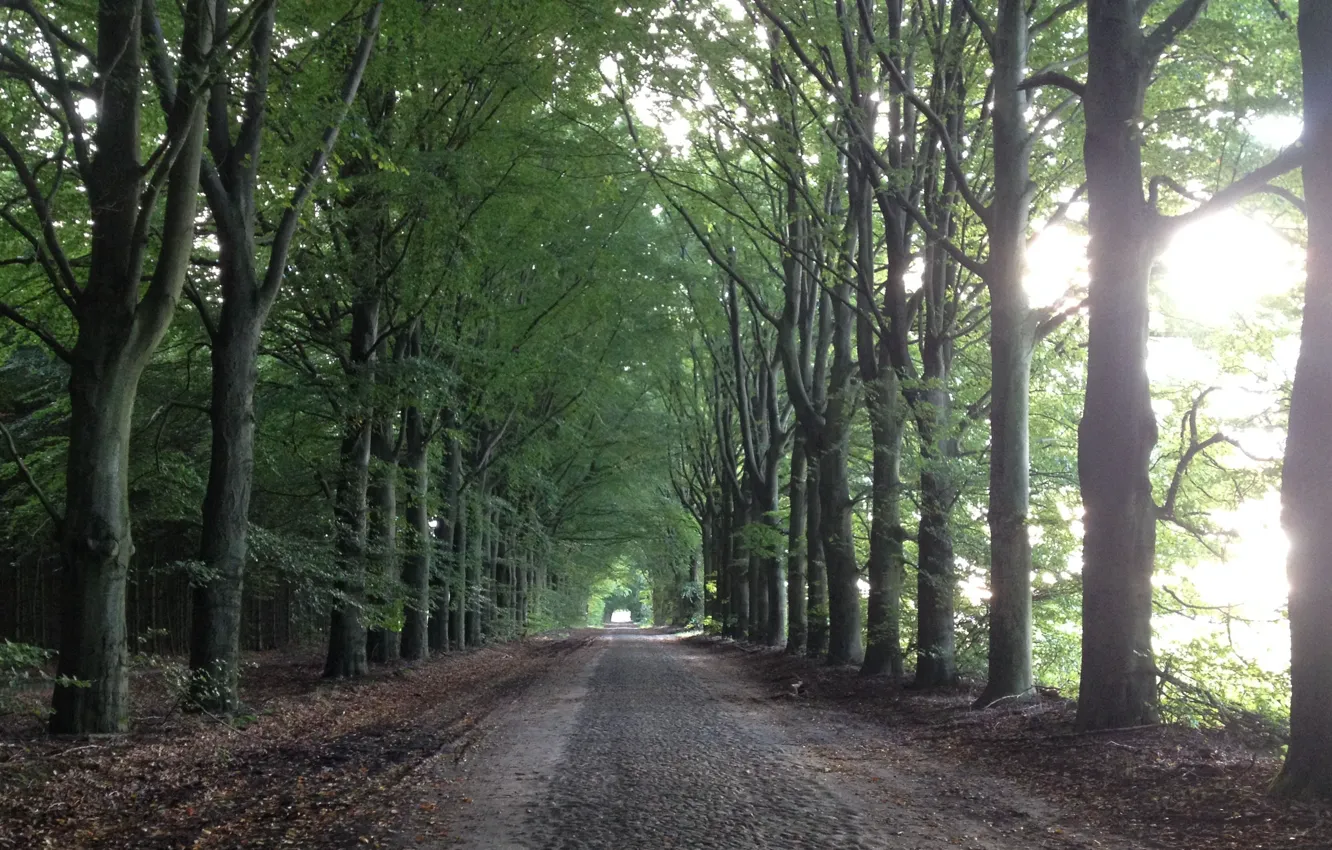 Photo wallpaper road, forest, landscape, nature