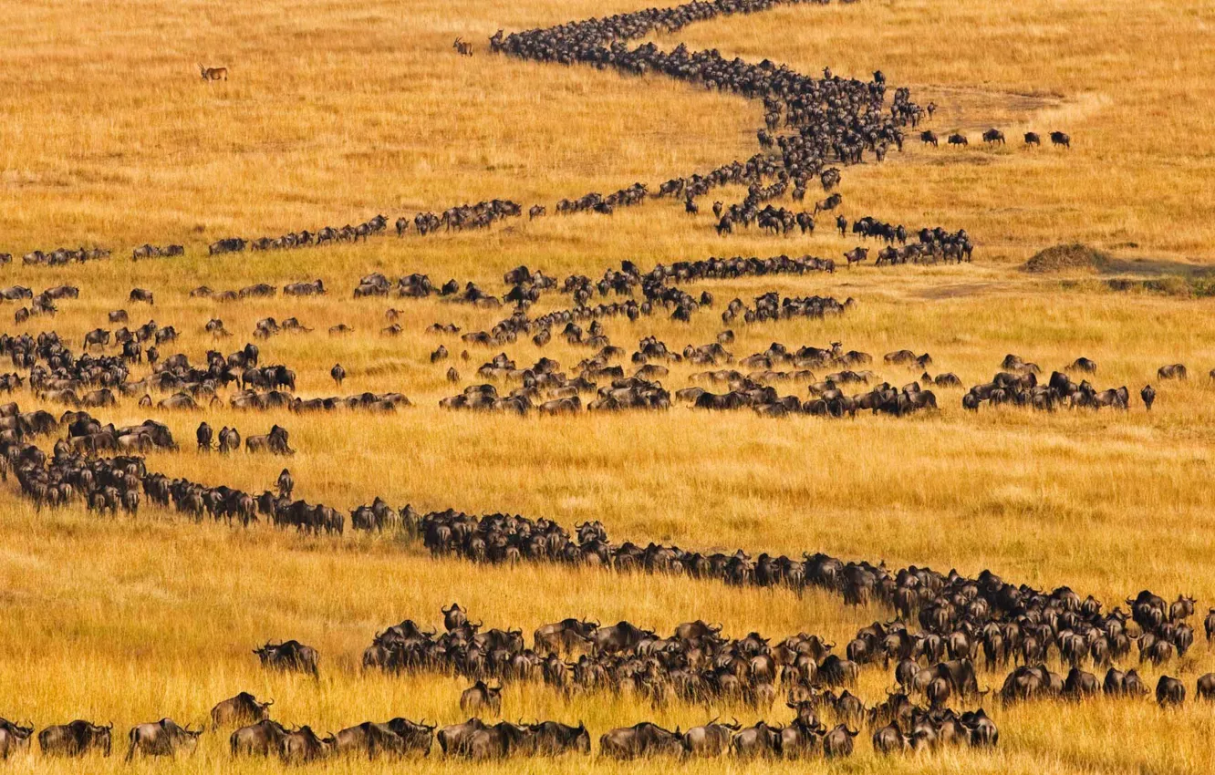 Photo wallpaper Africa, Kenya, antelope, migration, Masai Mara, blue wildebeest