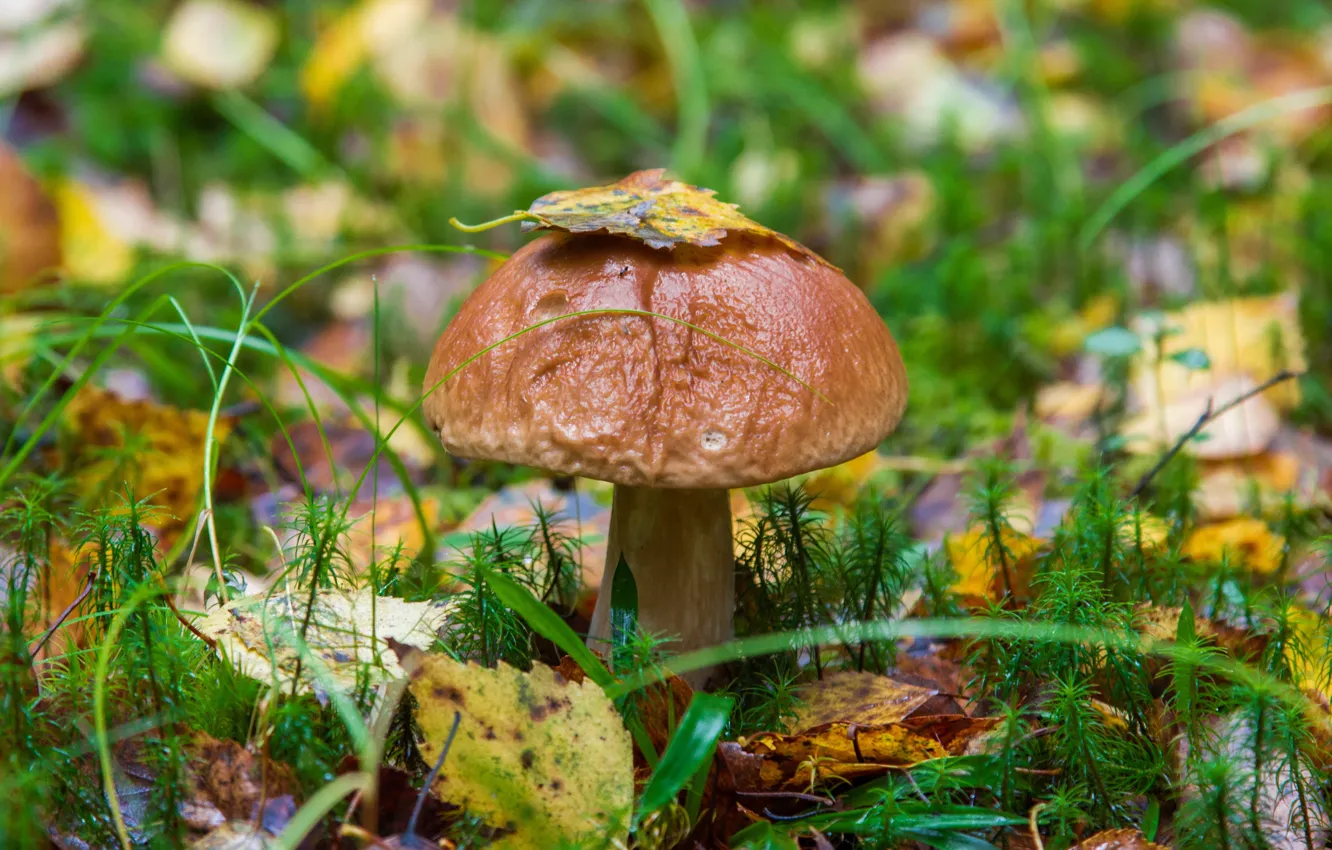 Photo wallpaper grass, leaves, mushrooms