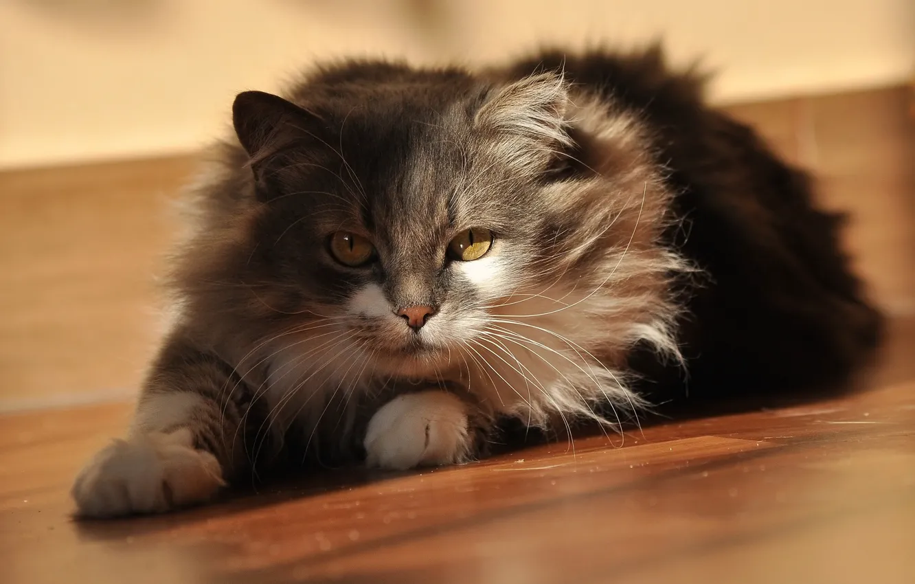 Photo wallpaper cat, cat, look, light, pose, grey, fluffy, lies