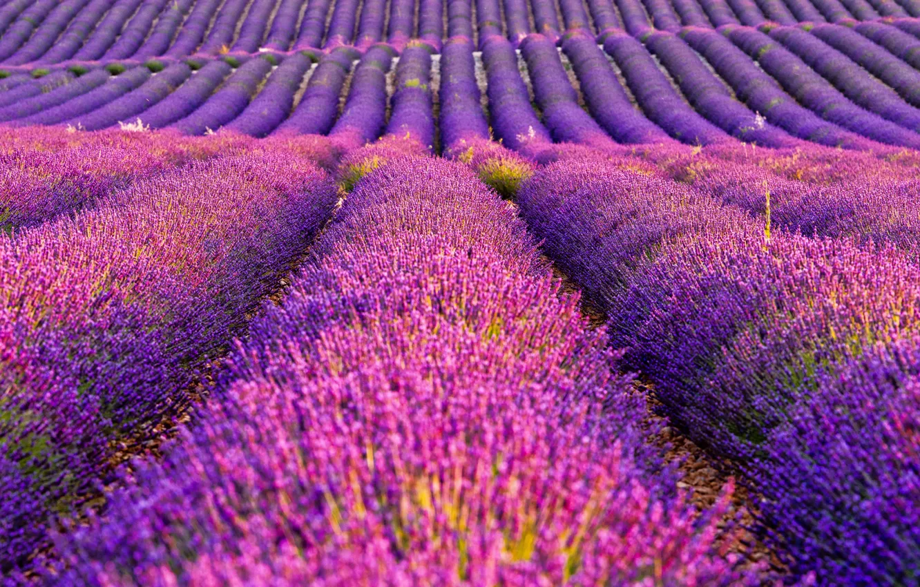 Photo wallpaper flowers, strip, a number, pink, a lot, lavender, lilac, plantation