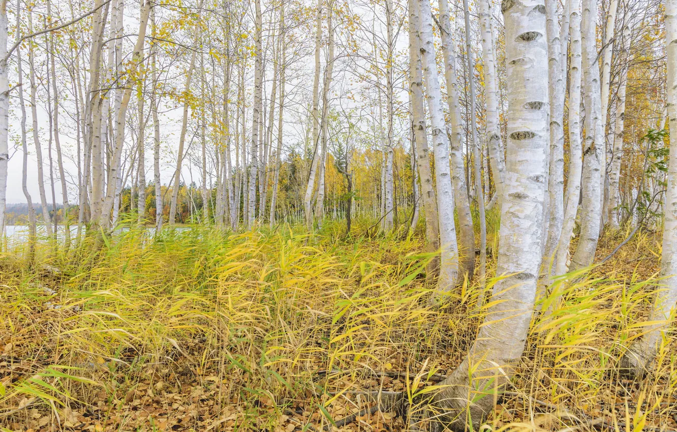 Photo wallpaper forest, grass, leaves, trees, yellow, foliage, birch, grove