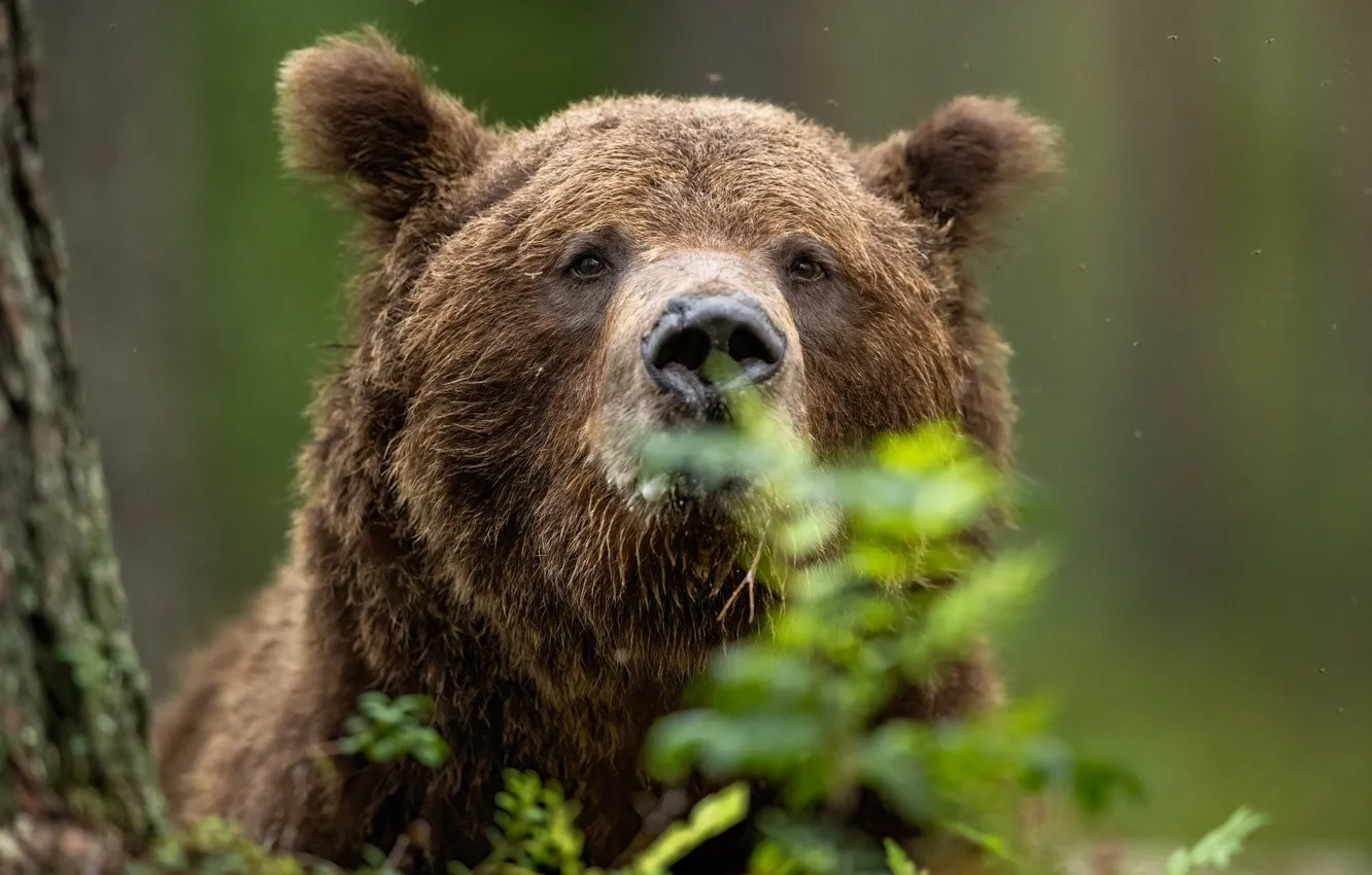 Photo wallpaper leaves, portrait, bear