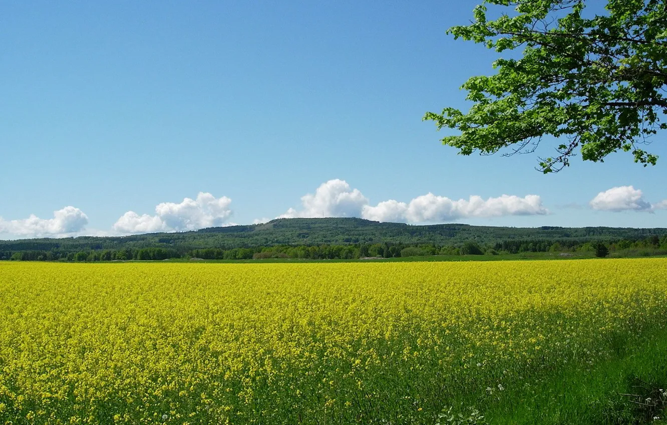 Photo wallpaper flowers, yellow, Field