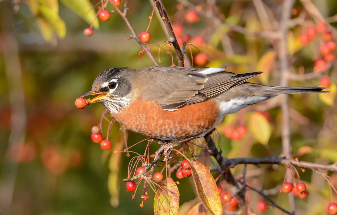 Photo wallpaper hawthorn, bokeh, berries, Konoplyanka, bird, fruit, branches, autumn